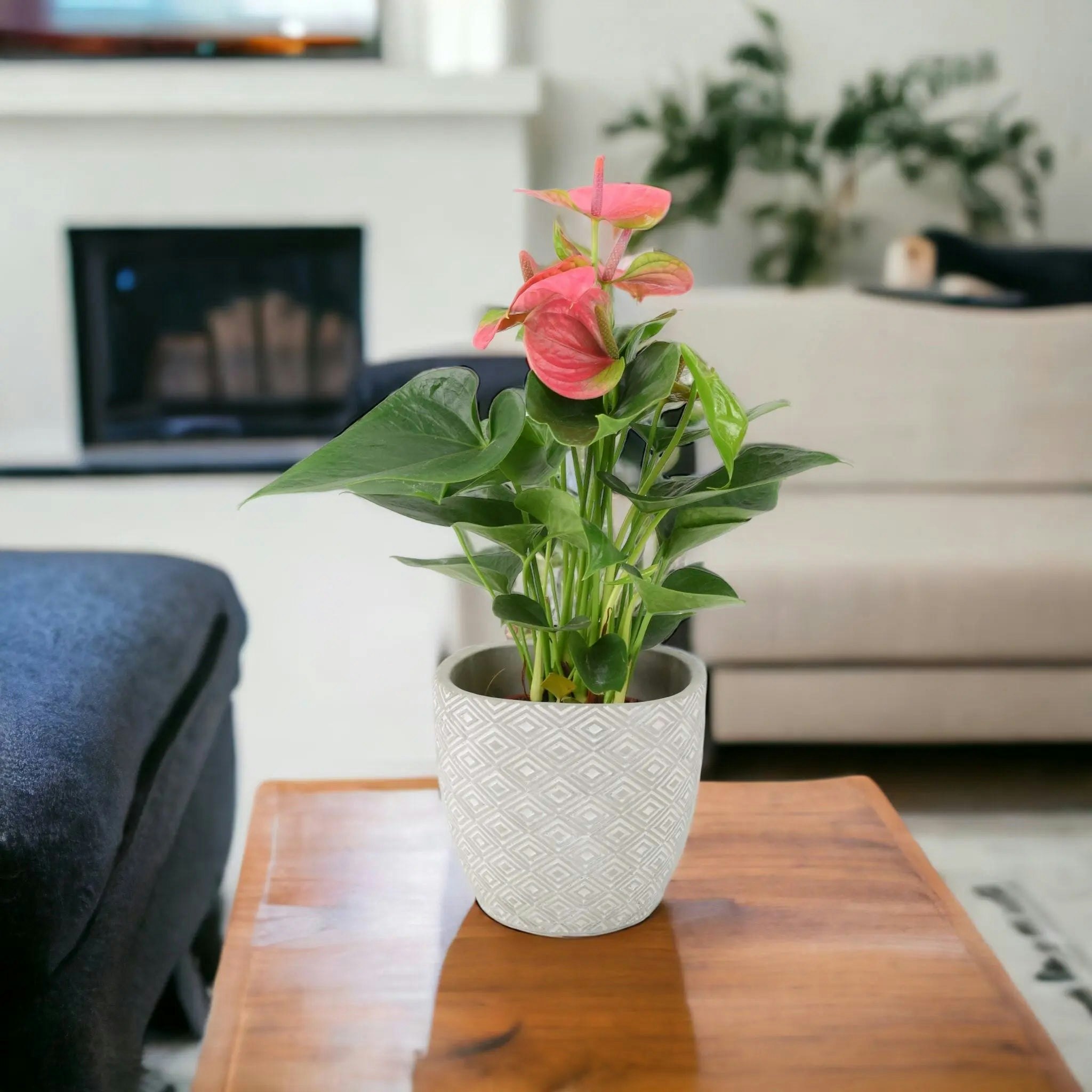 Plants By Post Pink Anthurium Flamingo Flower – Exotic Indoor Plant In 12Cm Pot - Concrete Aztec