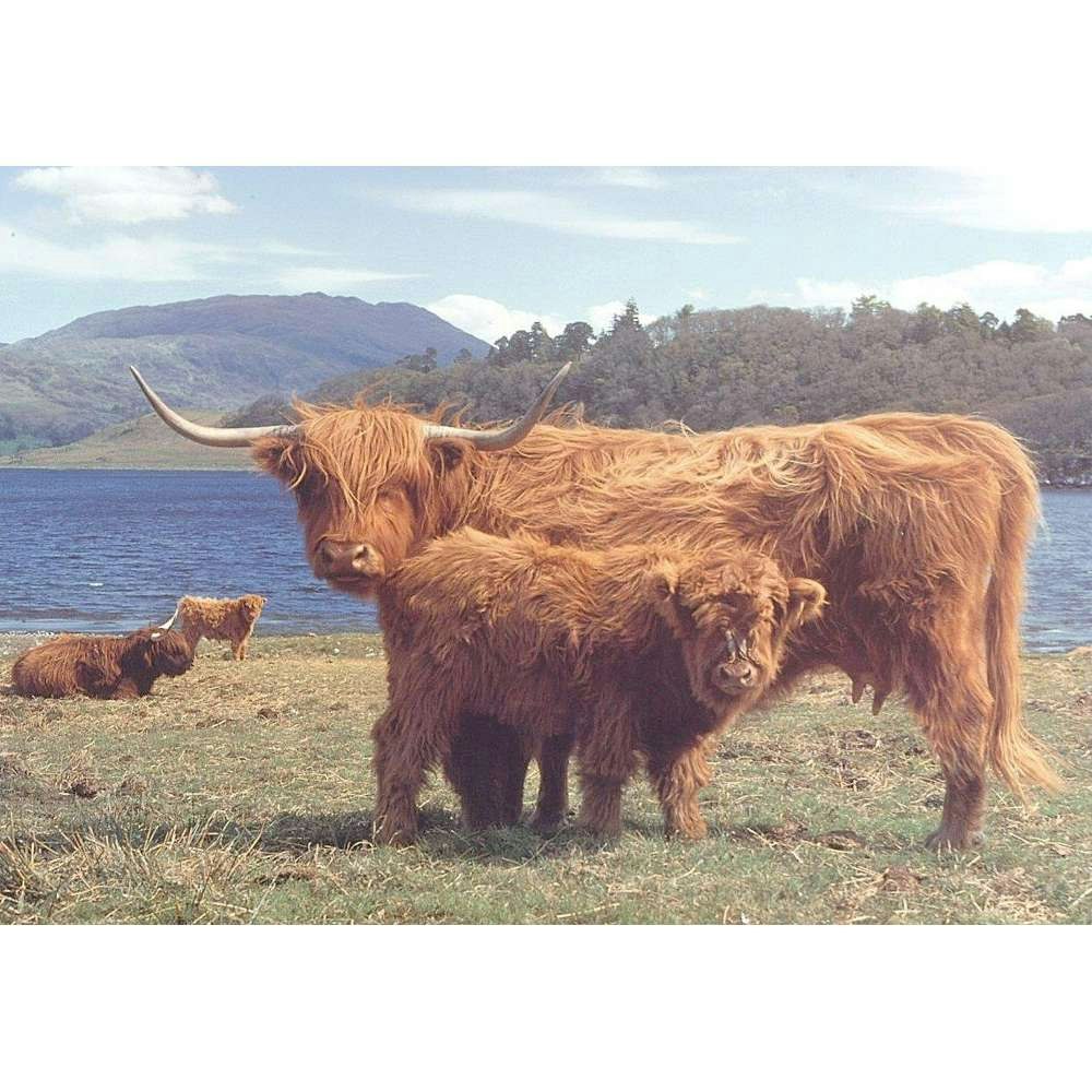 The House Of Puzzles Highlanders 1000 Piece Jigsaw Puzzle