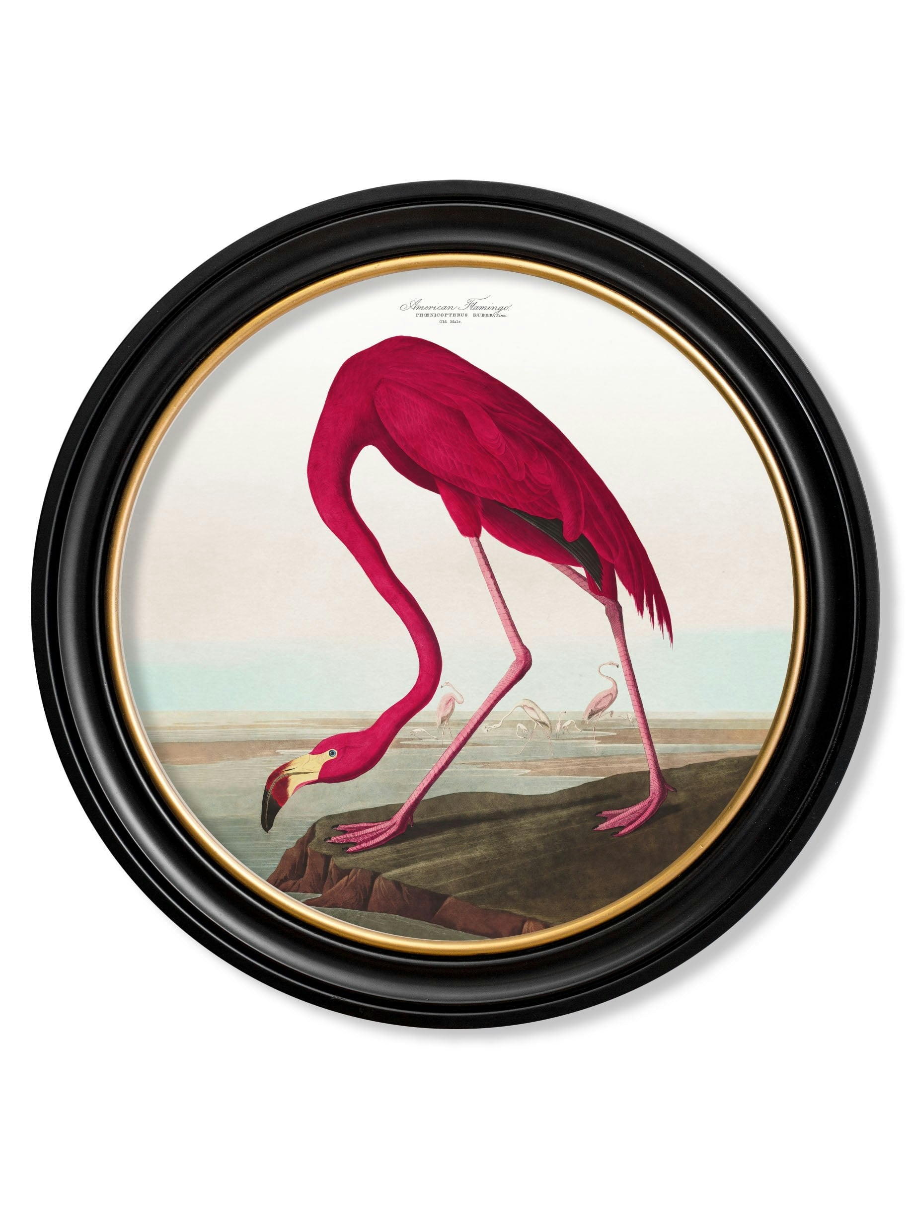 Rackhams Black C.1838 Audubon's Birds Of America In Round Frames - 44 X 44Cm - American Flamingo