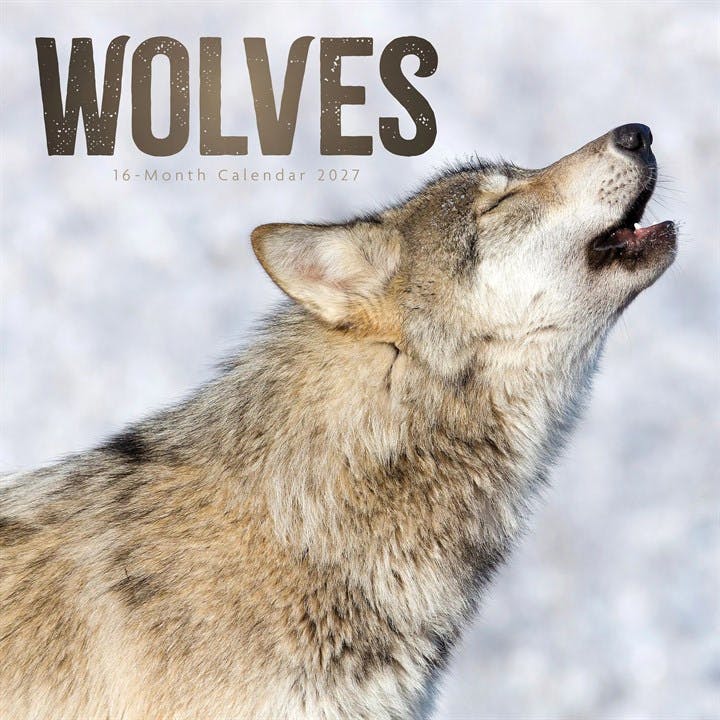Rackhams Wolves Calendar 2027, Wall Calendars, Month To View, Animals, Gift - Image 5