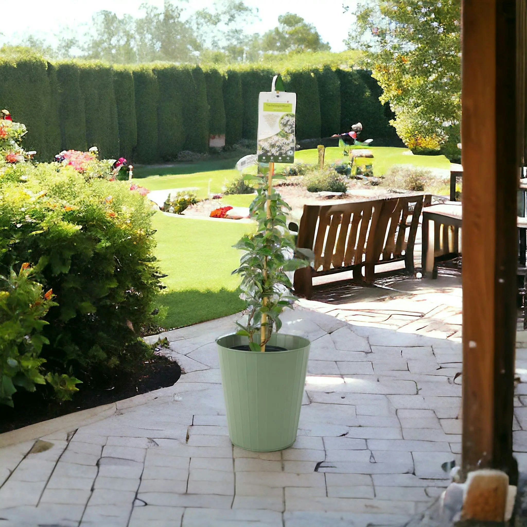 Plants By Post Green Trachelospermum Jasminoides In Pot - Fragrant Star Jasmine Climber - Vertical Line Pot 3L