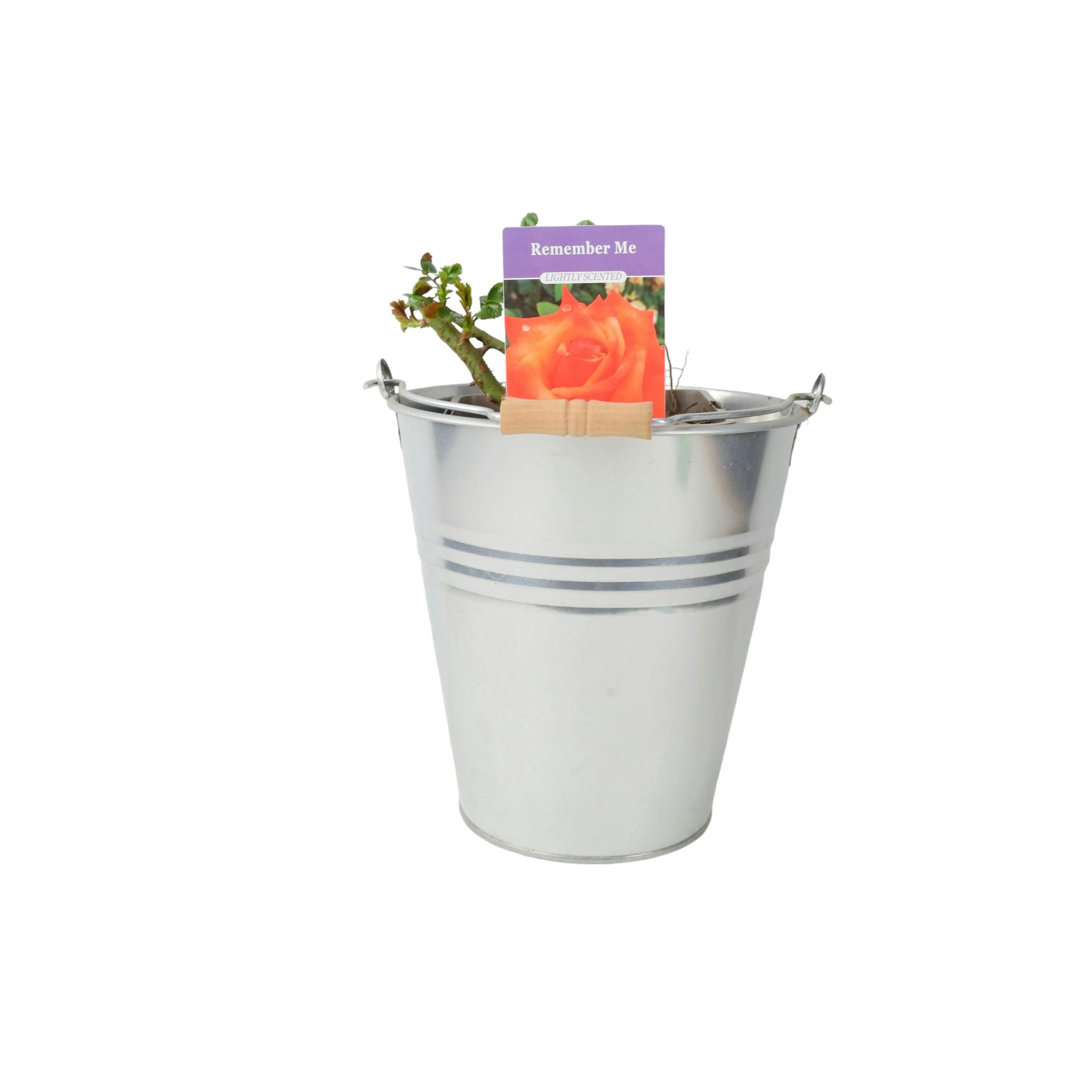 Plants By Post Orange Remember Me Rose Pots 5.5L Pot Copper Hybrid Tea Rose - Metal Zinc Pail