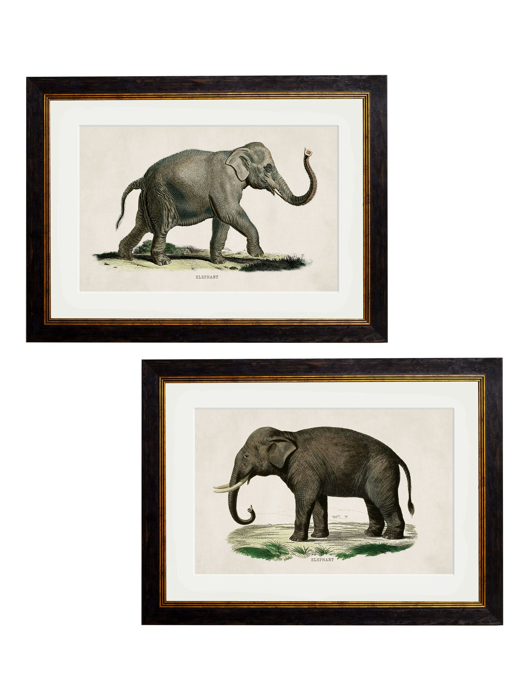 Exceptional Art Black C.1846 Elephants - 50 X 70Cm - Collection Of 2