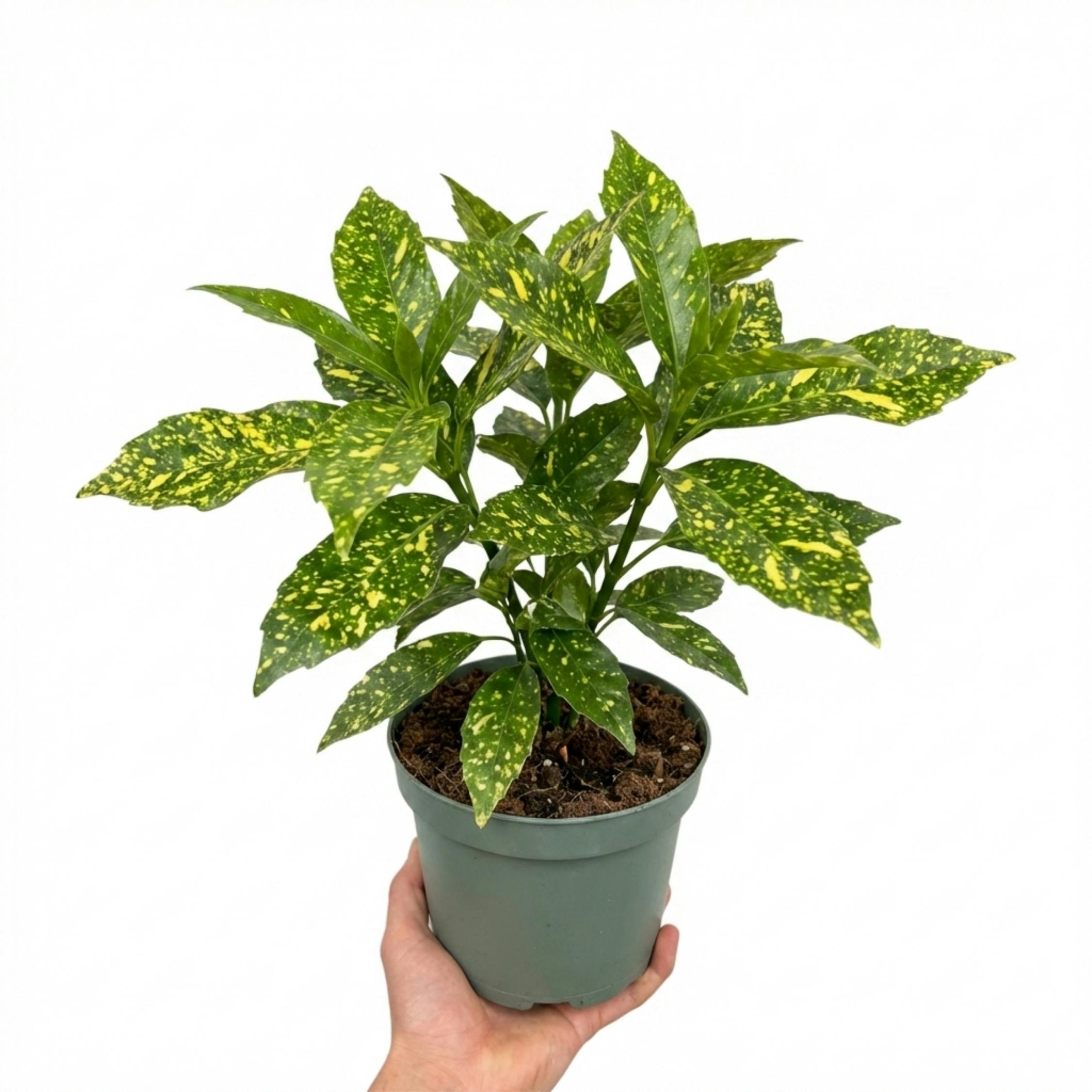 Dark/Green/Golden Aucuba Japonica Variegata Spotted Laurel Ever Shrub Plant 2L Pot