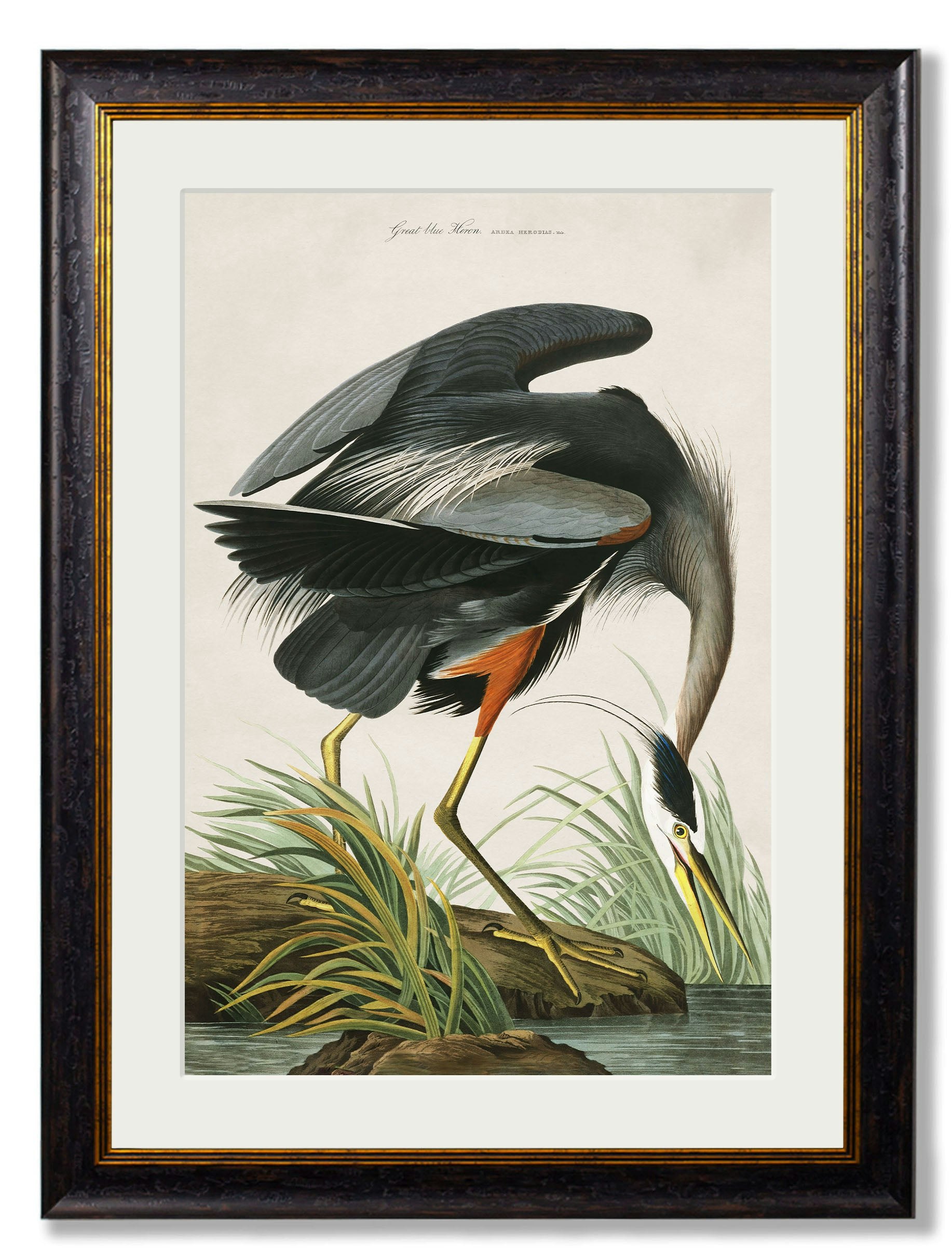 Rackhams Blue/Black C.1838 Audubon's Great Heron - 70 X 95Cm - Mount