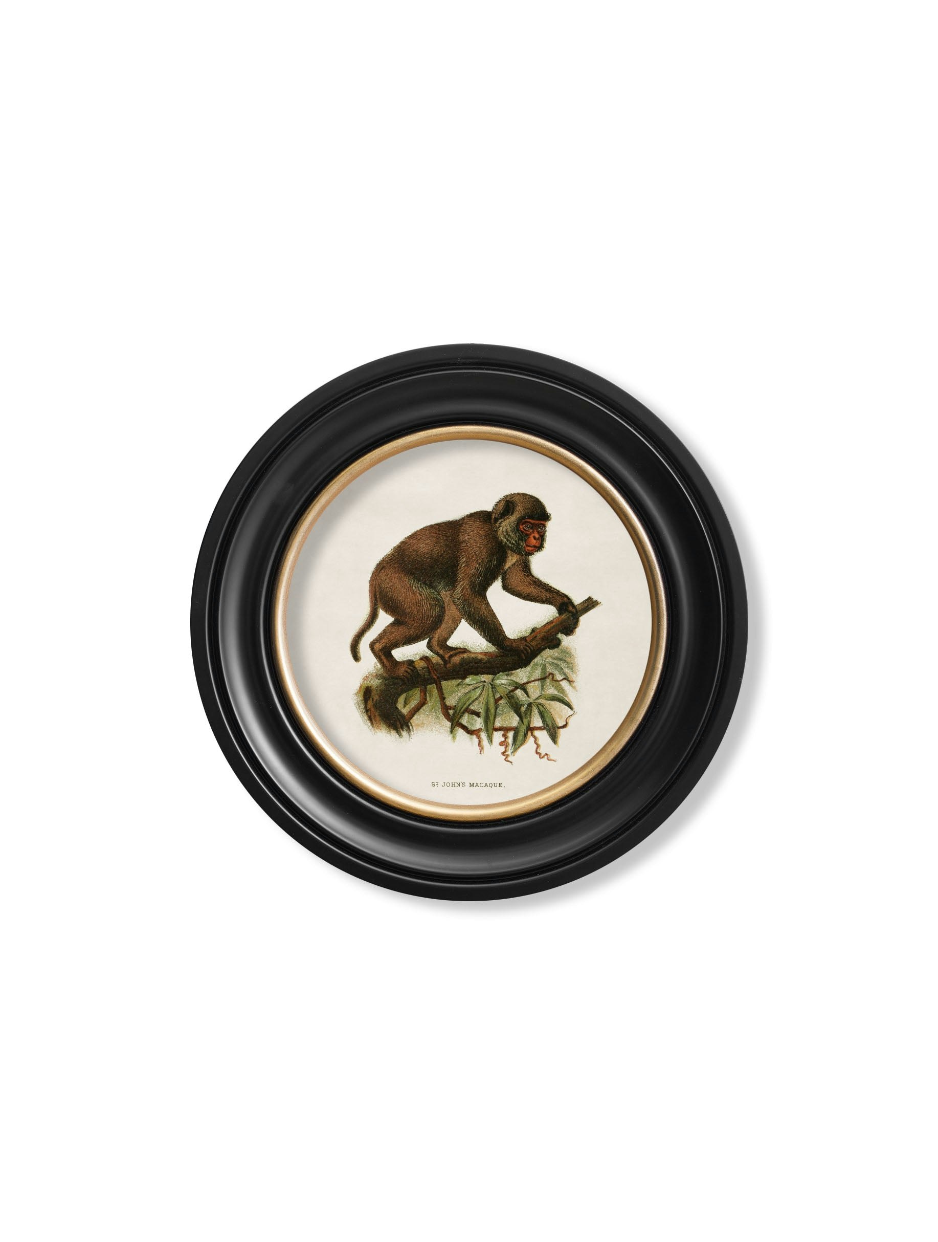 Rackhams Black C.1910 Collection Of Primates In Round Frames - 44 X 44Cm - St John's Macaque