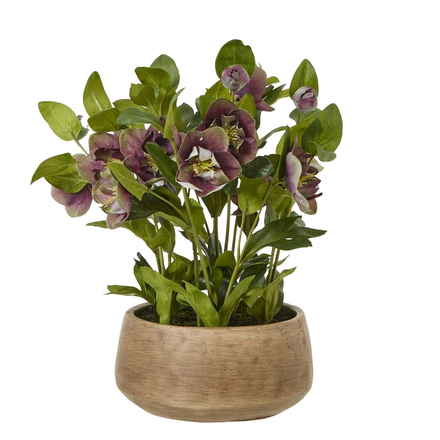 Wyld Haus Brown Artificial Plant Deep Plum Hellebore Plant In Ceramic Pot