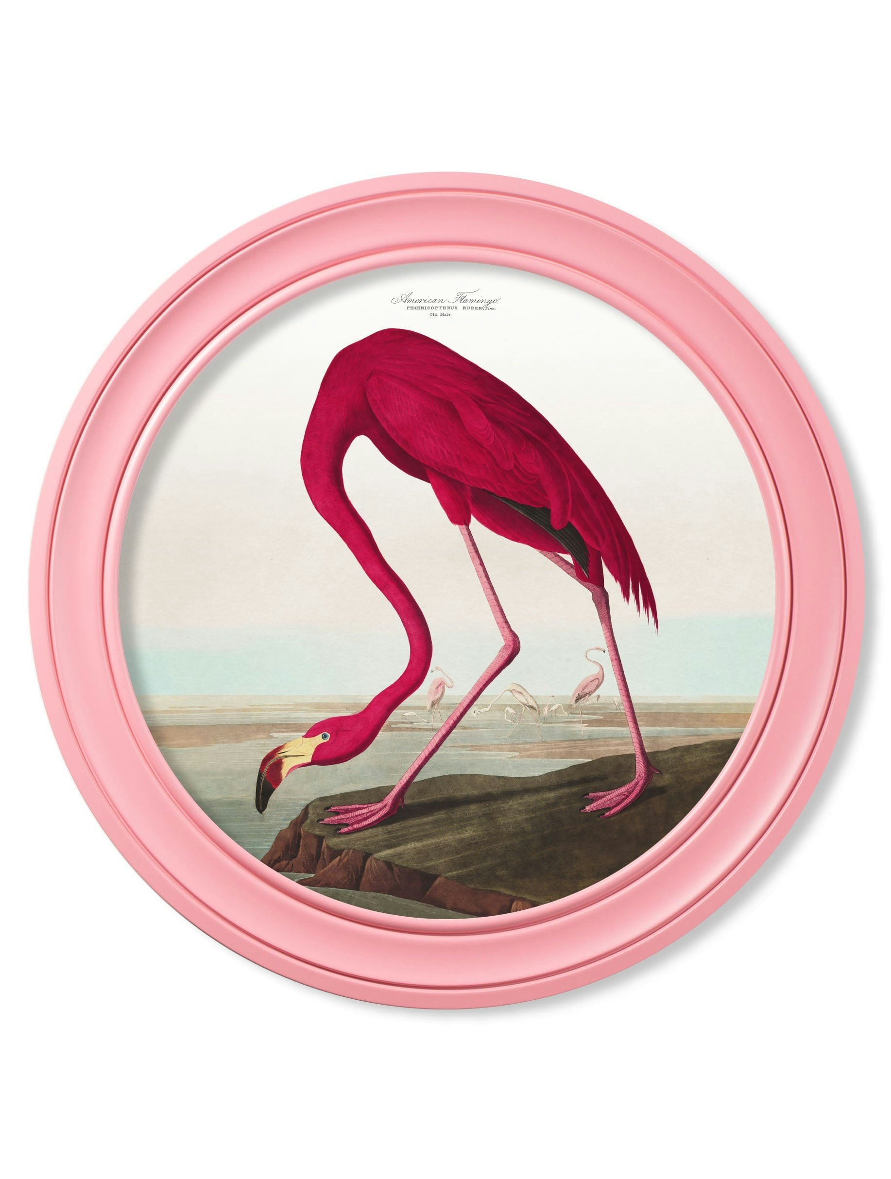 Rackhams Pink C.1838 Audubon's Flamingo In Frame - 70 X 70Cm - Oxford Round