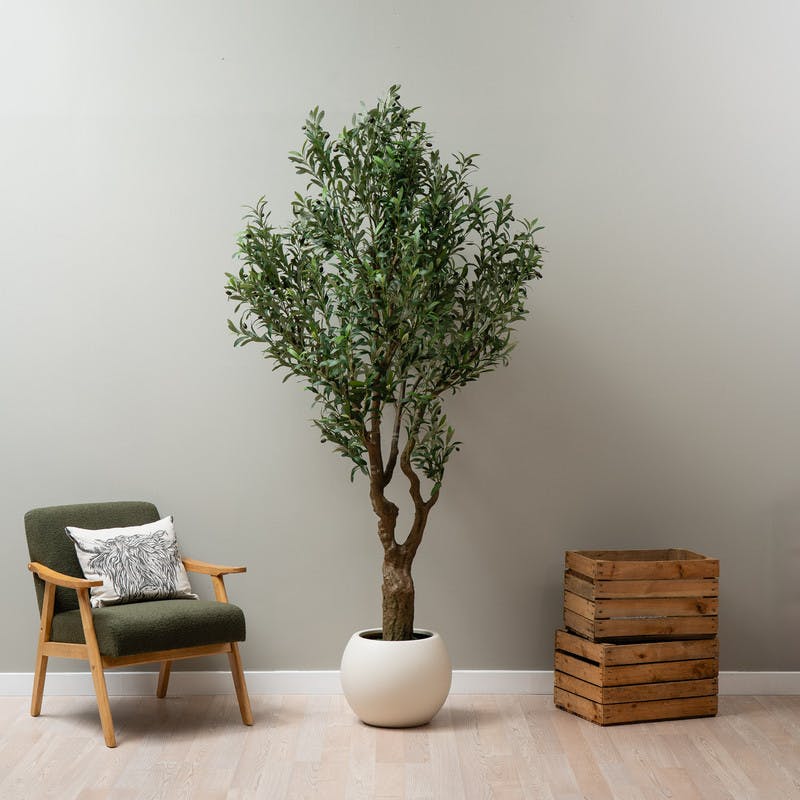 Scottish Everlastings Green 230Cm Olive Tree