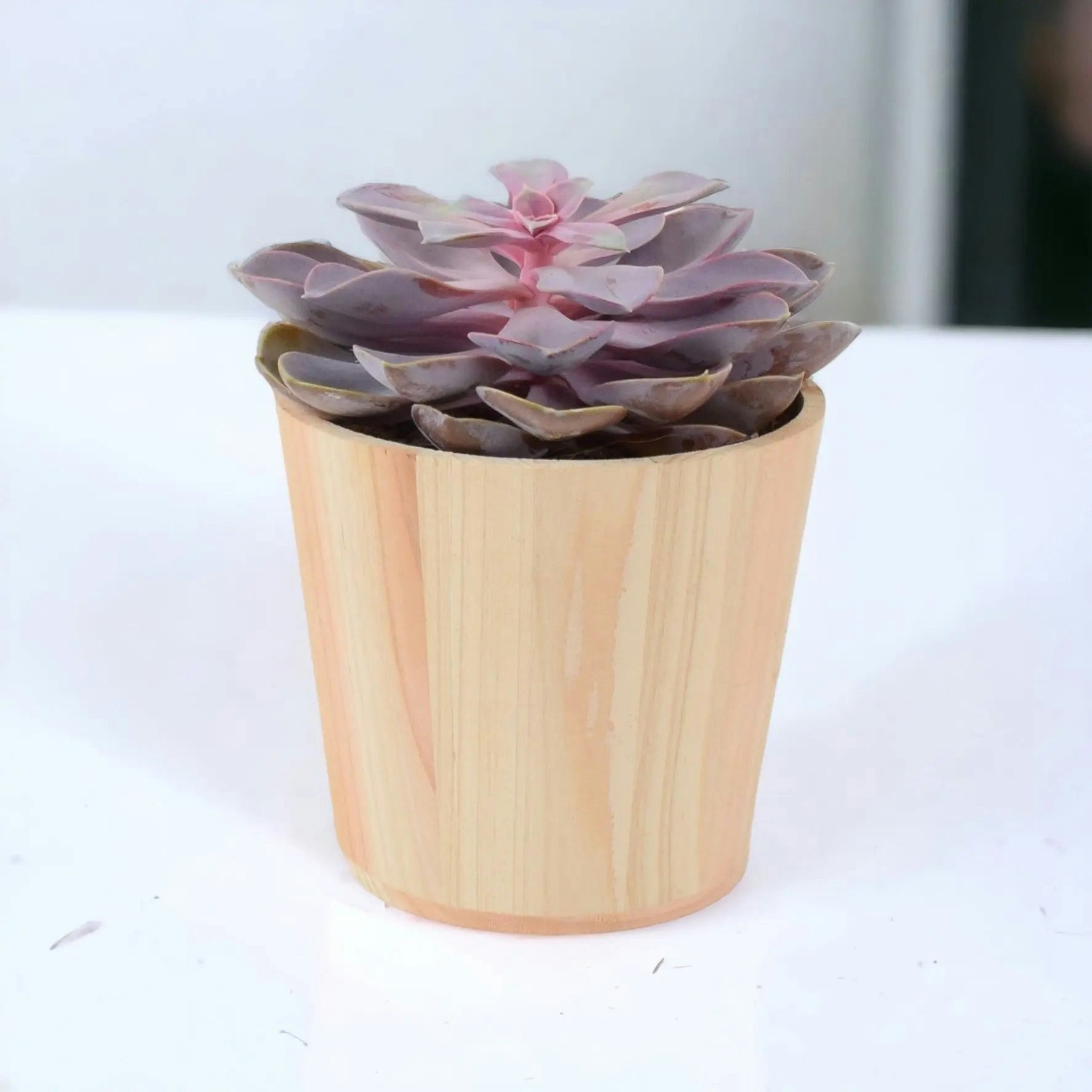Plants By Post Purple Echeveria Pearl In 12Cm Pot - Stunning Succulent For Indoor & Outdoor - Wooden Eco Pot