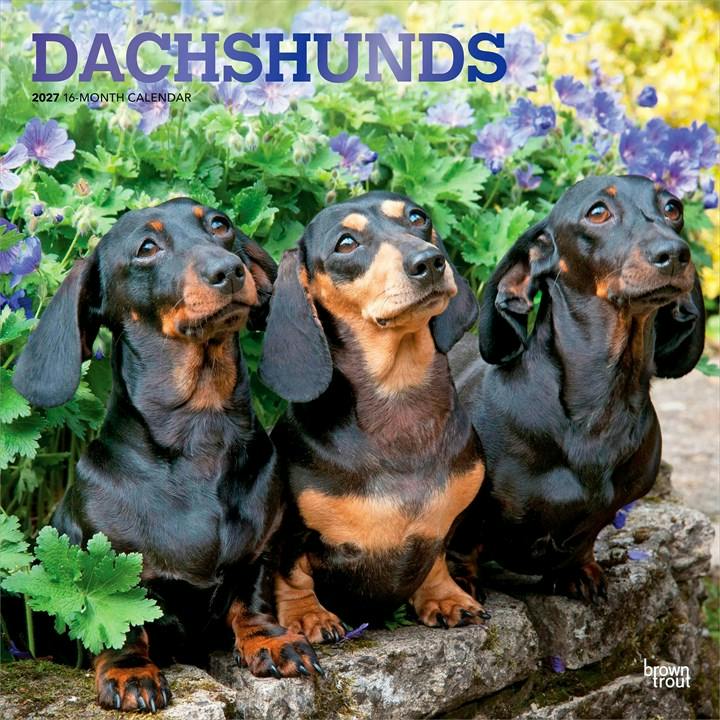 Dachshunds Calendar 2027 - Image 5