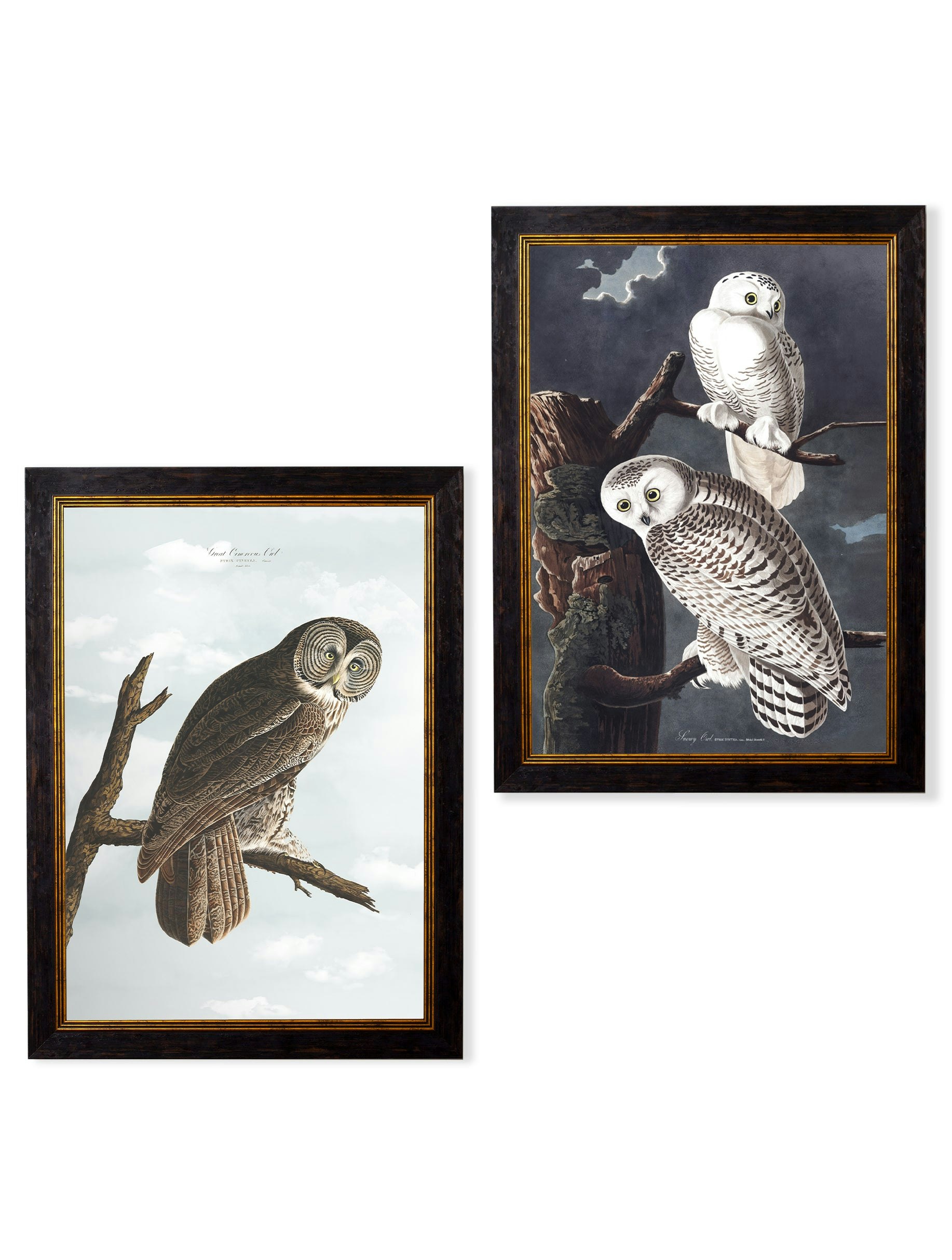 Rackhams Black C.1838 Audubon's Owls - 70 X 95Cm - Collection Of 2
