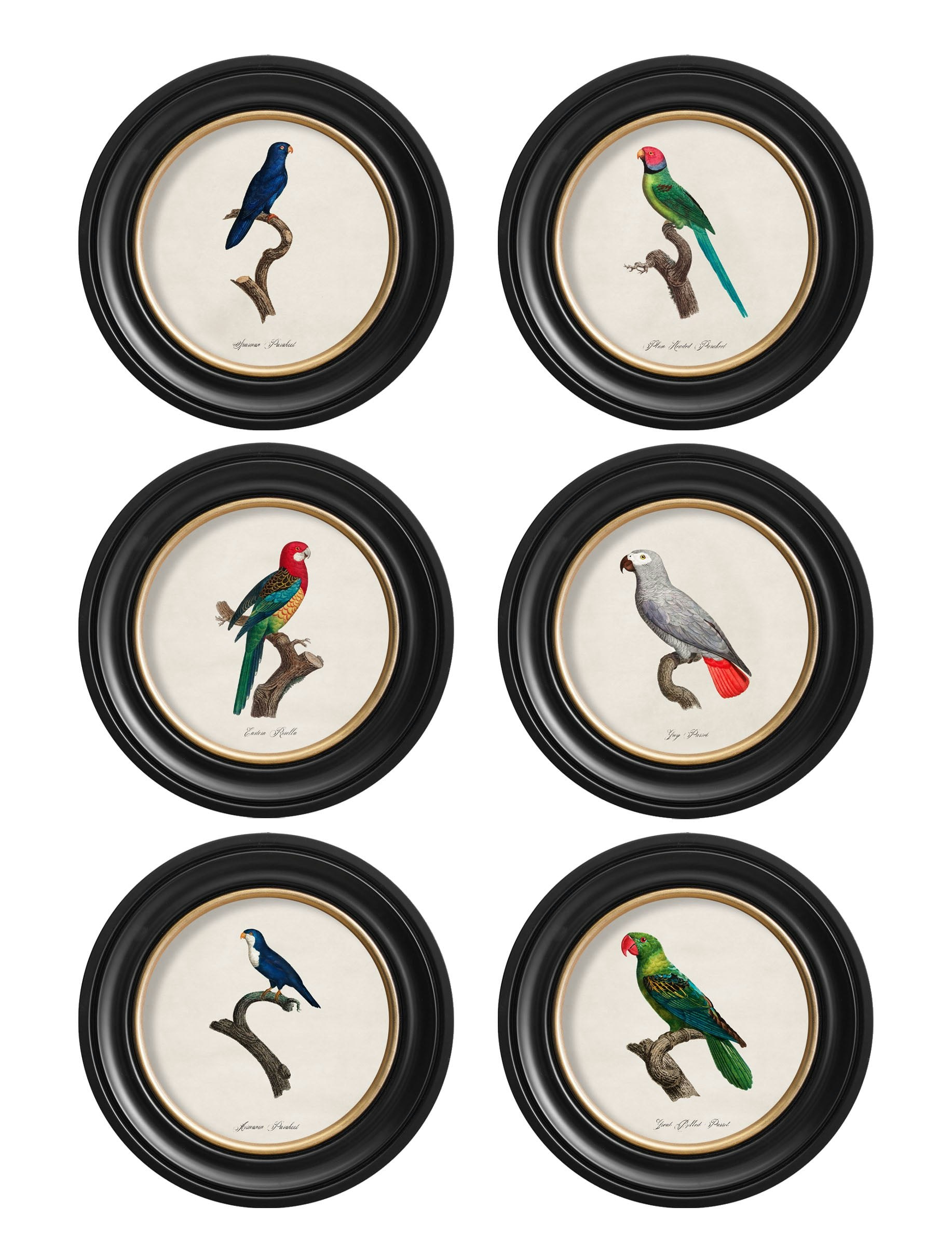Rackhams Black C.1800's Collection Of Parrots In Round Frames 1 - 44 X 44Cm - Collection Of 6