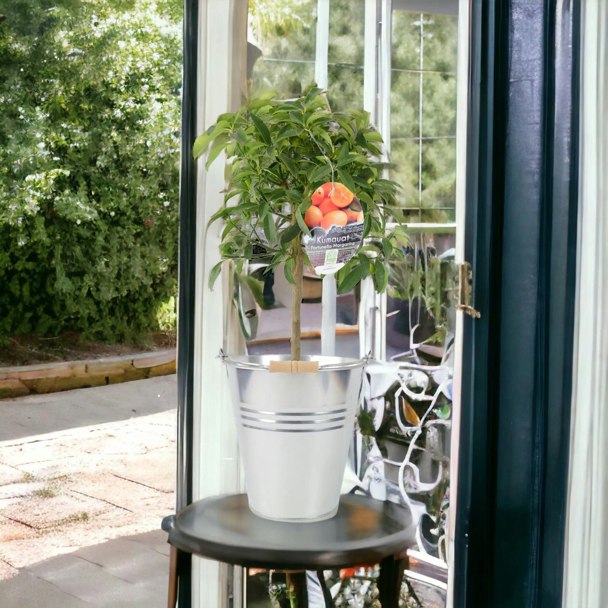 Plants By Post Dark/Green/White Citrus Kumquat Tree Delivered - Sweet Scented Small Tree - Metal Zinc Pail