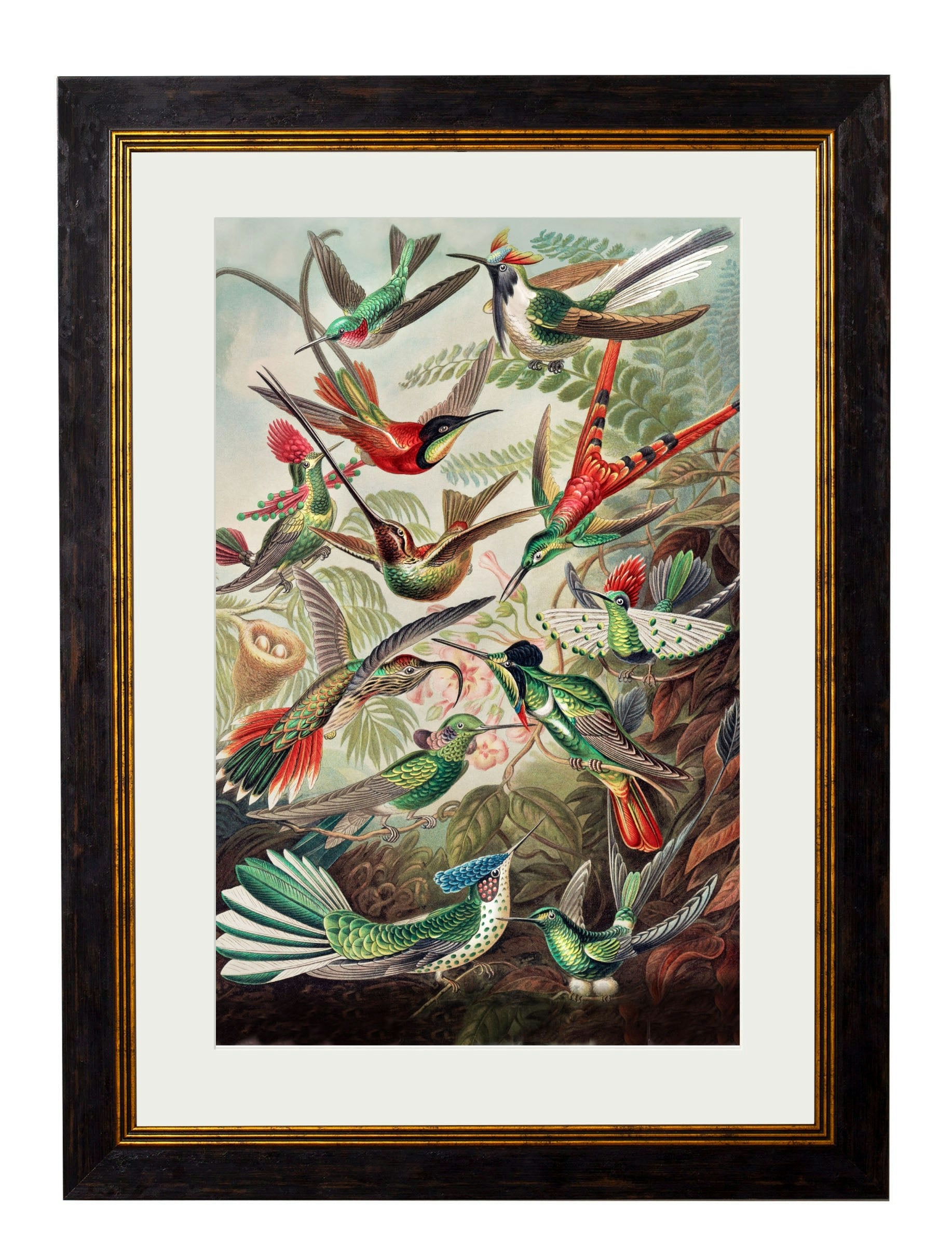 Rackhams Black C.1904 Haeckel Hummingbirds - 50 X 70Cm - With Mount