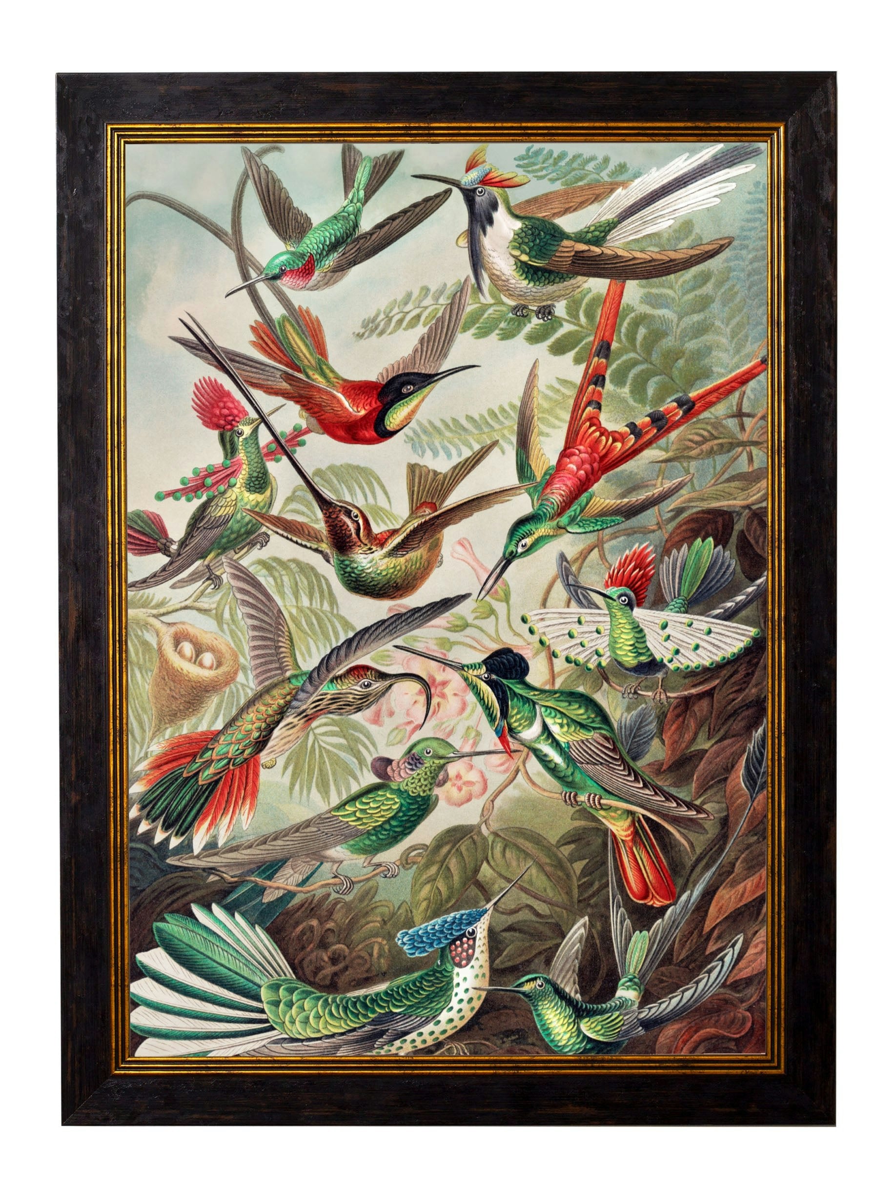 Rackhams Black C.1904 Haeckel Hummingbirds - 50 X 70Cm - No Mount