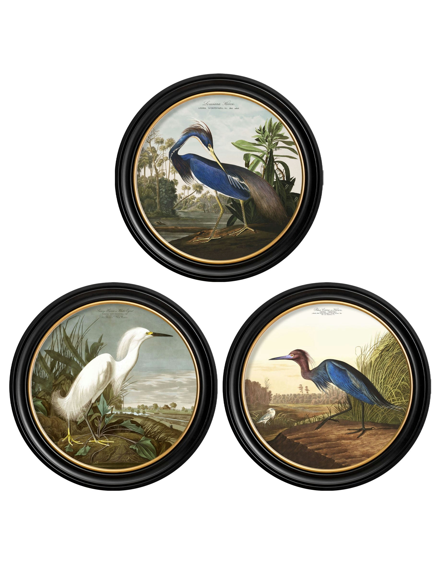 Rackhams Black C.1838 Audubon's Herons In Round Frames - 44 X 44Cm - Collection Of 3