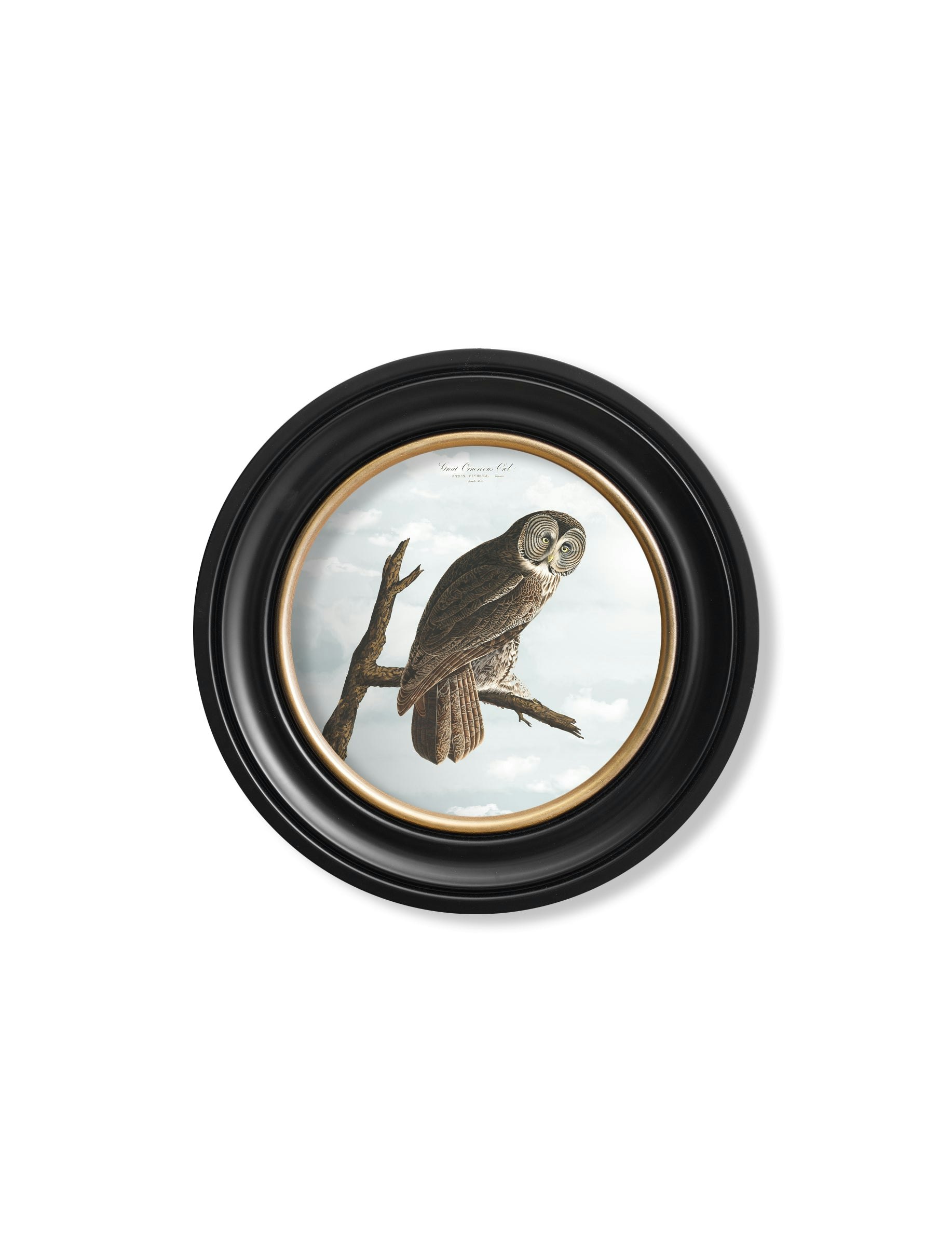 Rackhams Black C.1838 Audubon's Owls - Round Frame - 44 X 44 Cm - Cinereous Owl