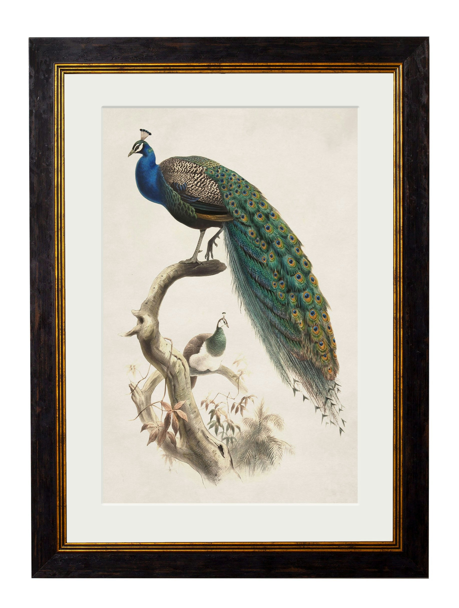 Rackhams Blue C.1800's Indian Peacock - 50 X 70Cm - Oxford Slim