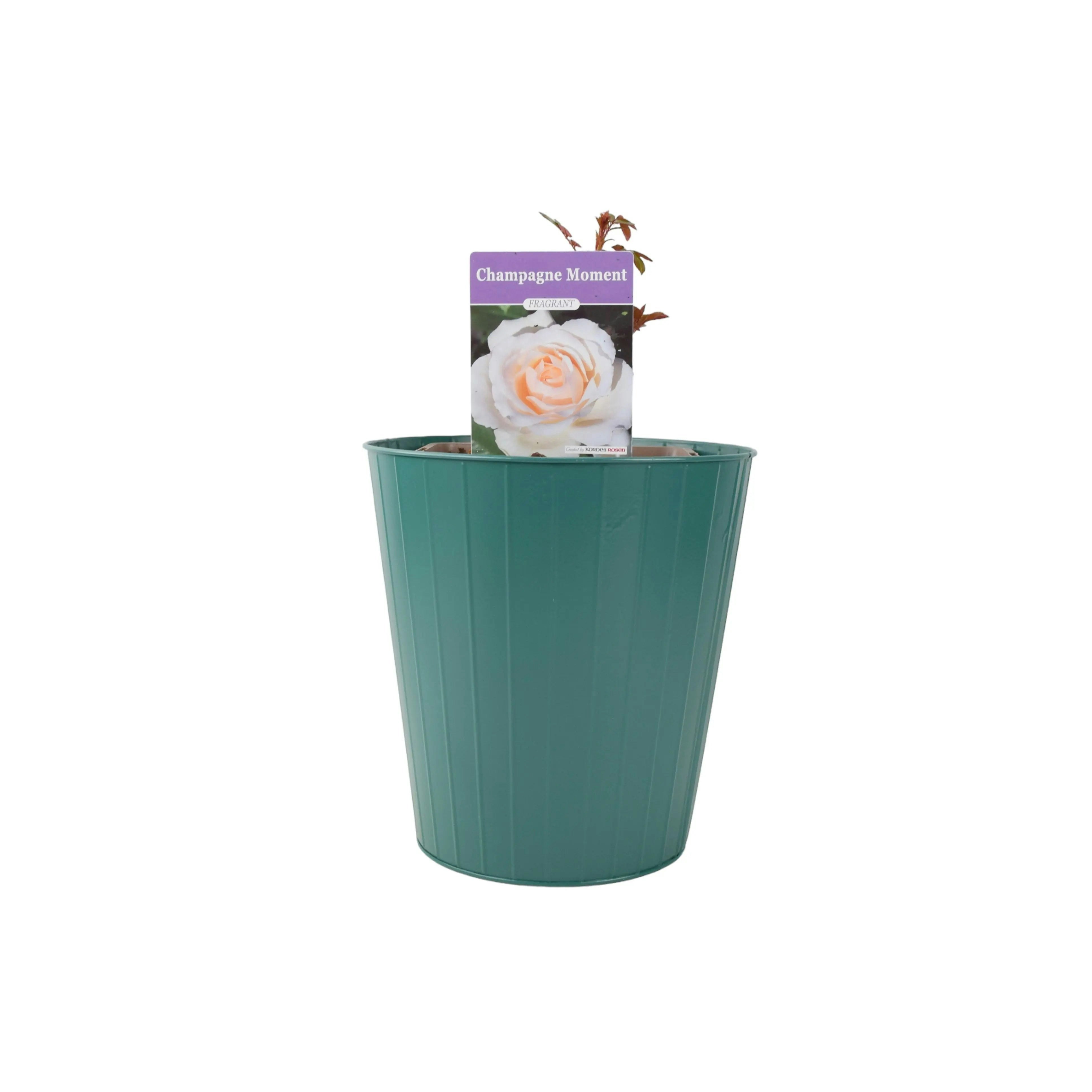 Plants By Post Cream/Green Champagne Moment Rose 5.5L Pot - Fragrant Patio Rose Bush For Small Gardens - Metal Teal Vertical Line