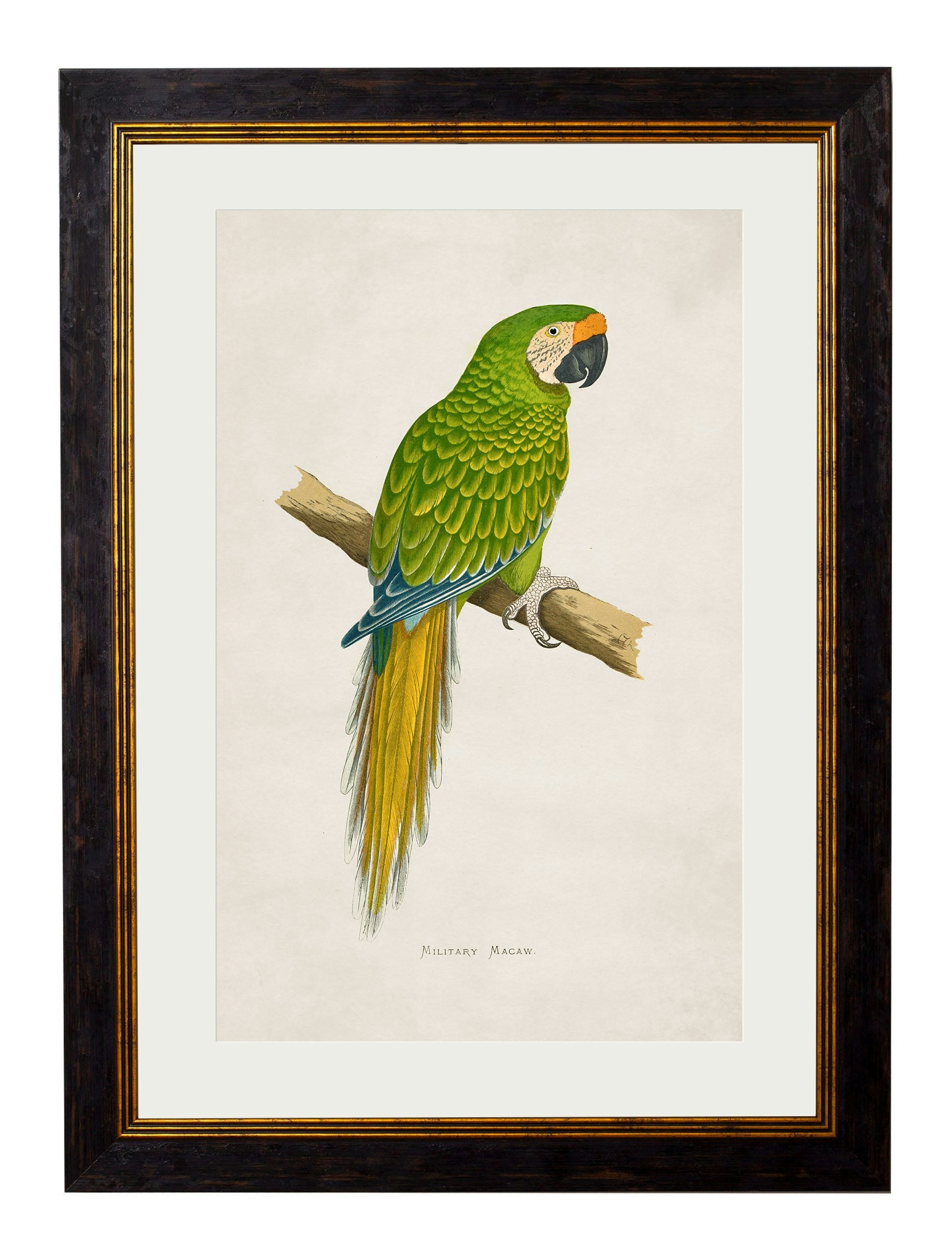 Rackhams Black C.1884 Macaws - 38 X 50Cm - Military Macaw