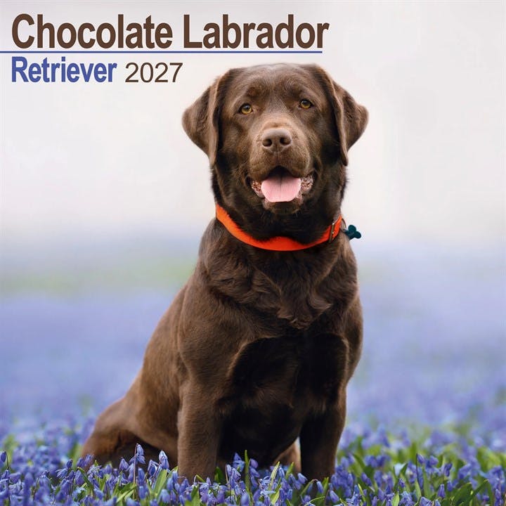 Labrador Retriever Choc - Image 7