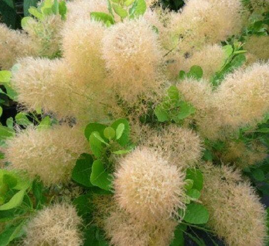 Direct Plants Green/Red/Orange Cotinus Young Lady Smoke Bush Shrub Plant 3-4Ft Tall Supplied In A 3 Litre Pot - 1 - 3L - Pot