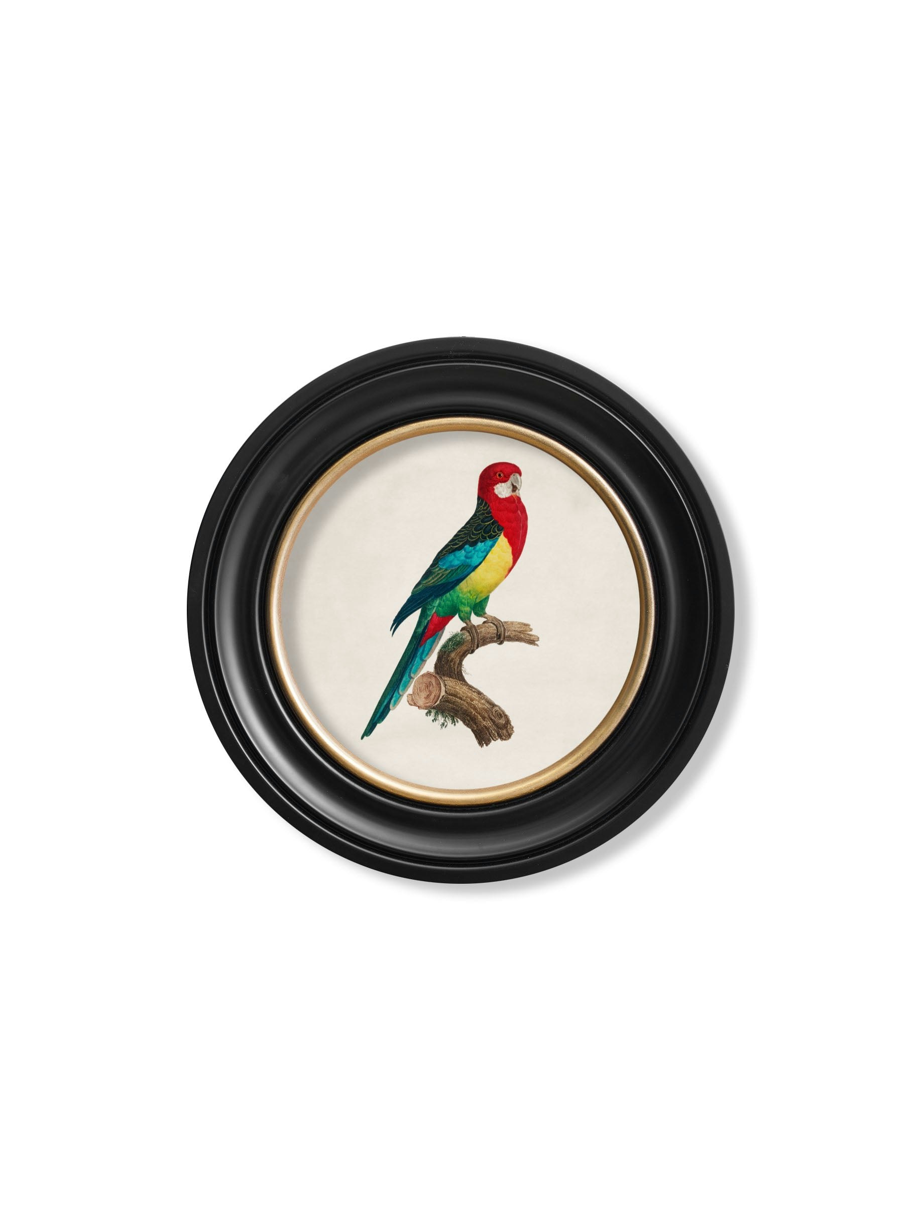 Rackhams Black C.1800's Collection Of Parrots In Round Frames 2 - 44 X 44Cm - Eastern Rosella