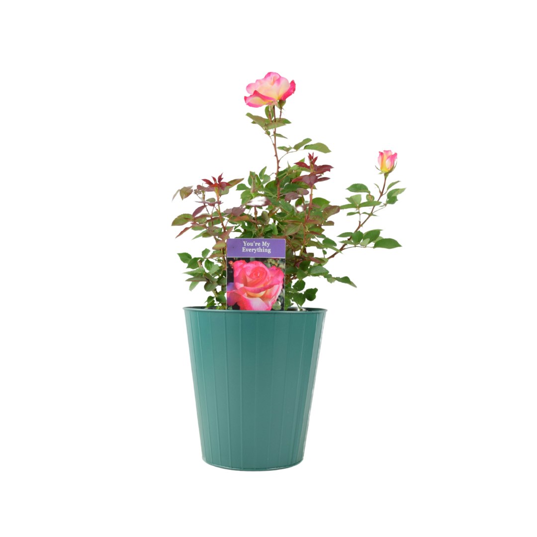 Plants By Post Pink/Dark/Green Rose You’re My Everything – 5.5L Pot – Romantic Gift Rose - Metal Vertical Line Teal