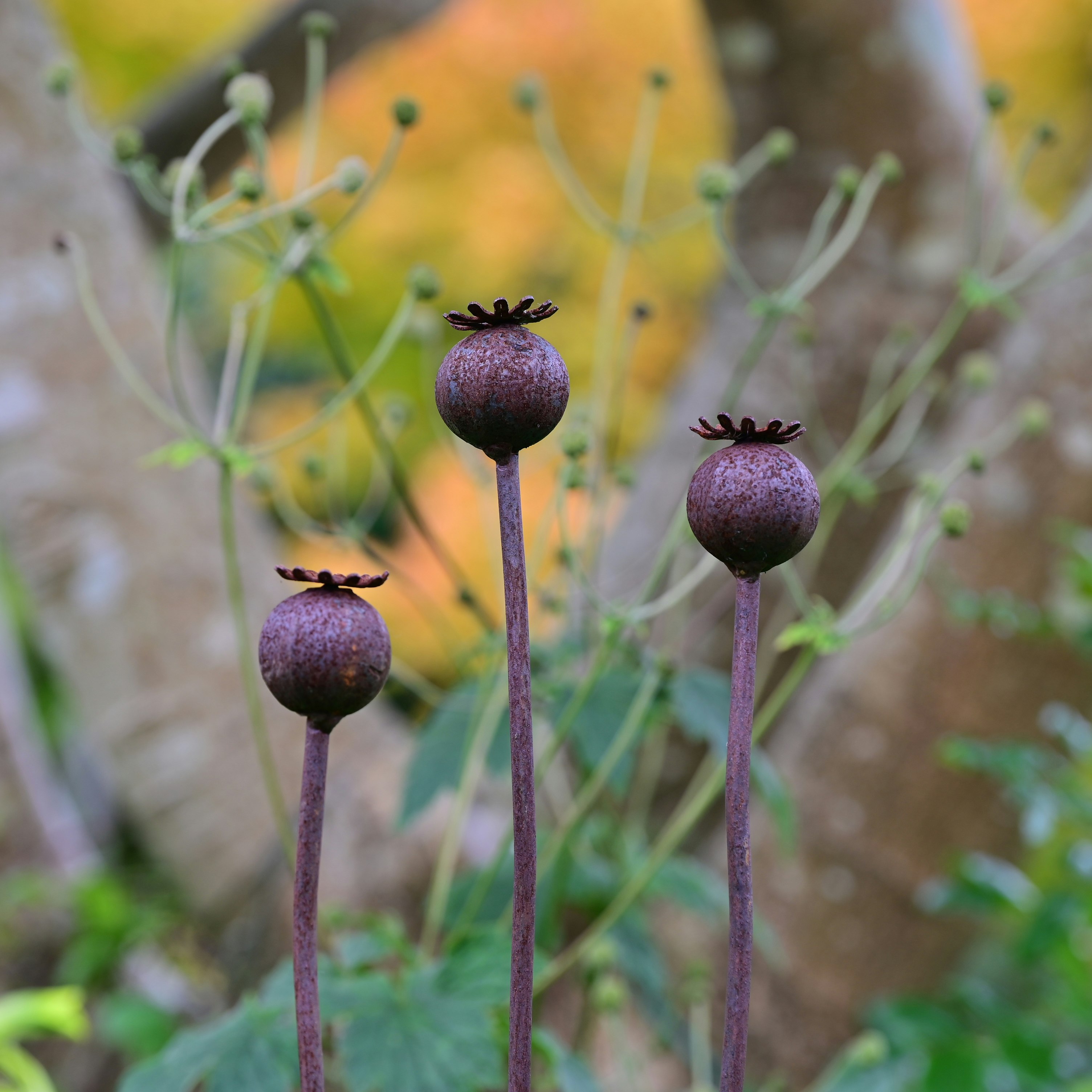 Rackhams Orange Wavy Poppy Seedhead - 3 Poppies