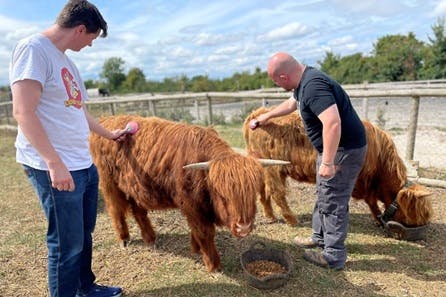 Virgin Experience Days Meet And Greet A Highland Cow For Two