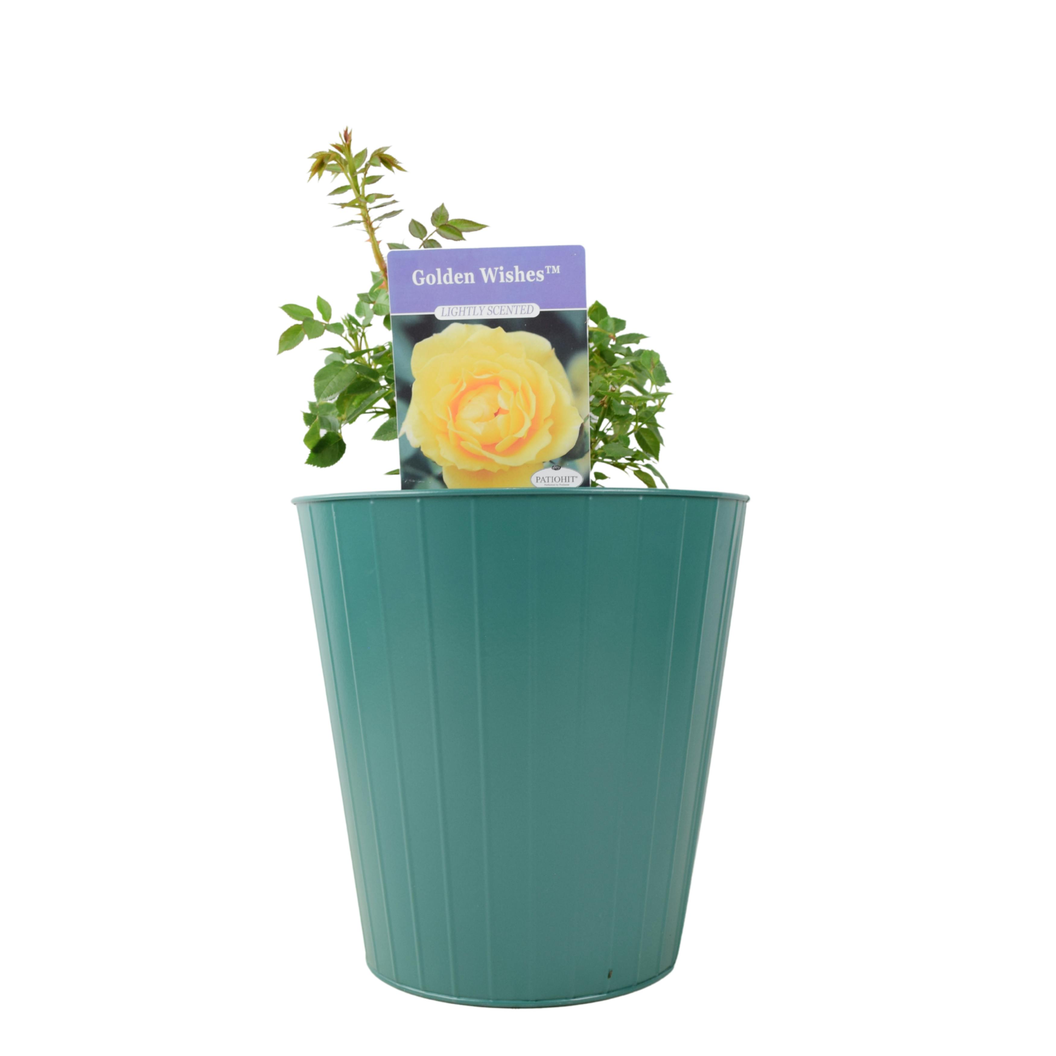Golden/Yellow/Green Wishes Rose (Patio) – 5.5L Pot – With Sunny Blooms - Metal Vertical Line