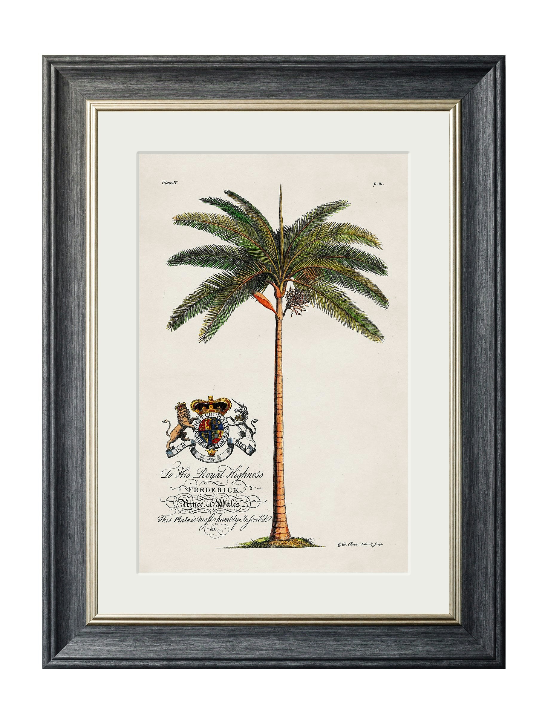 Rackhams Black Studies Of Palms - 38 X 50Cm - King Palm
