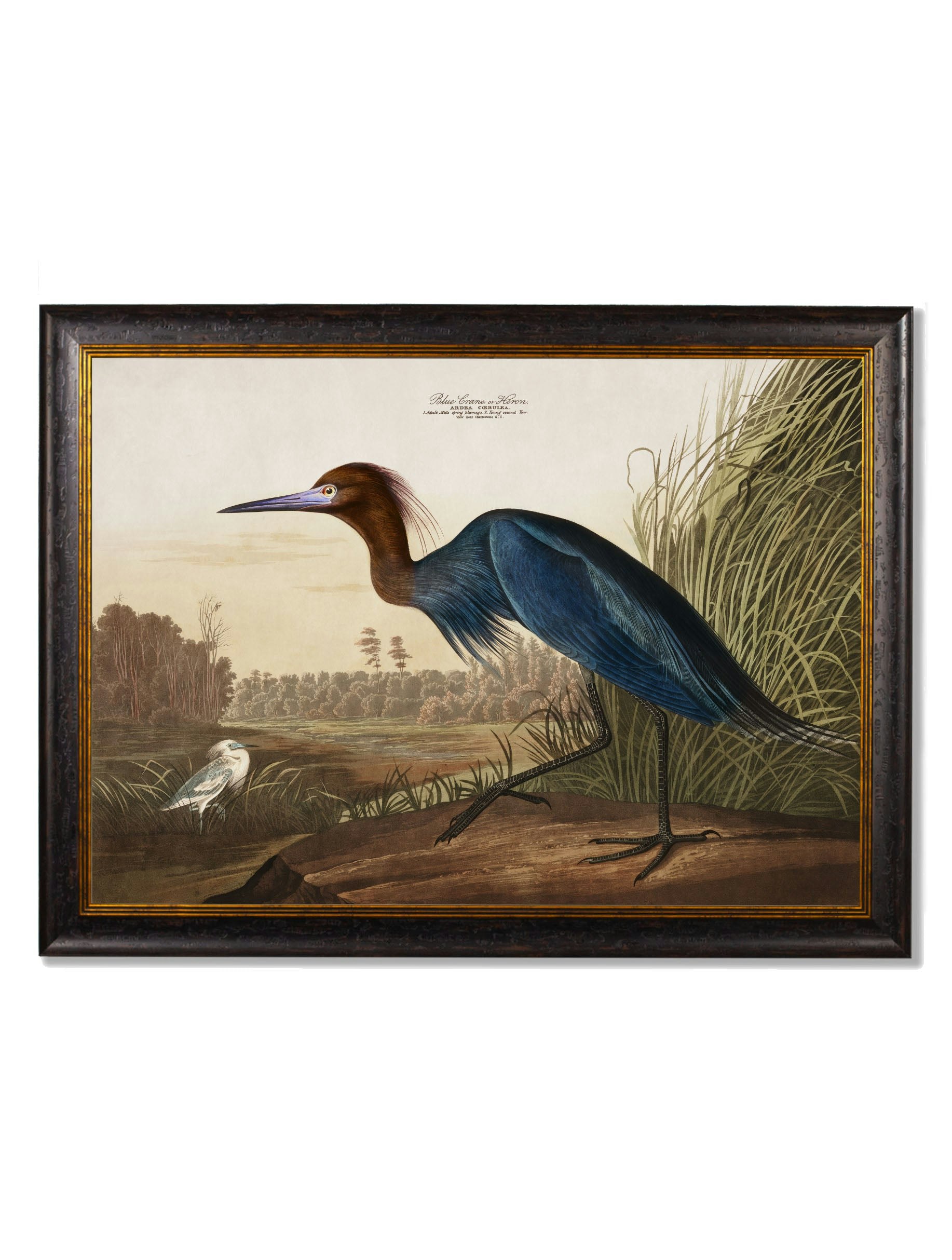 Rackhams Blue C.1838 Audubon's Herons - 95 X 135Cm - No Mount - Heron