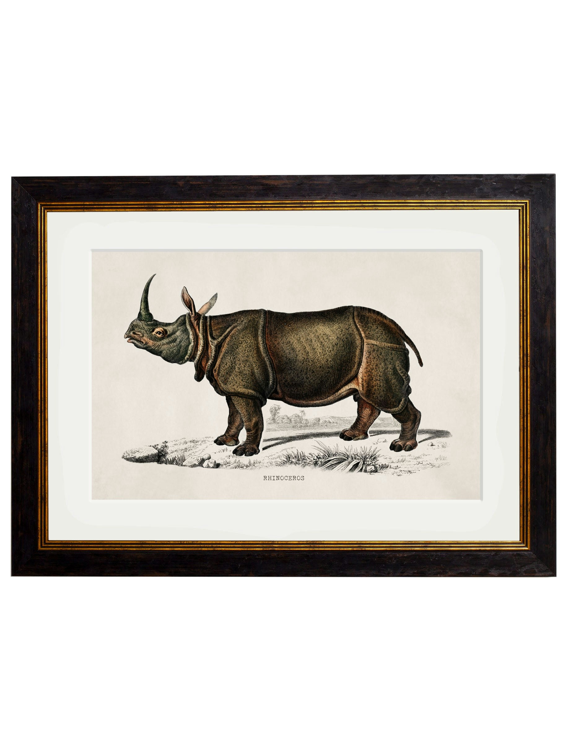 Exceptional Art Black C.1846 Rhino & Hippo - 38 X 50Cm - Rhino