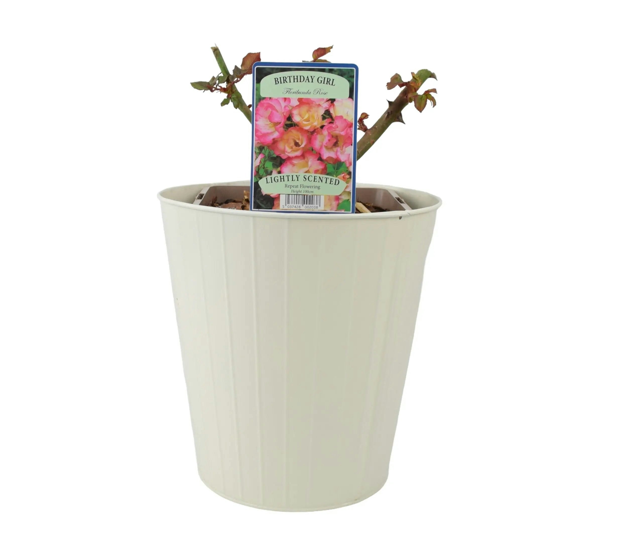Plants By Post Girls Cream/Pink Rose Birthday Pots 5.5L Pot And Blooms - Metal Vertical Line