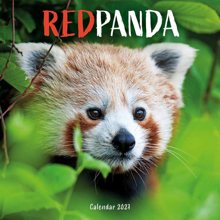 Red Pandas (PFP) W (Calendar) - Image 7