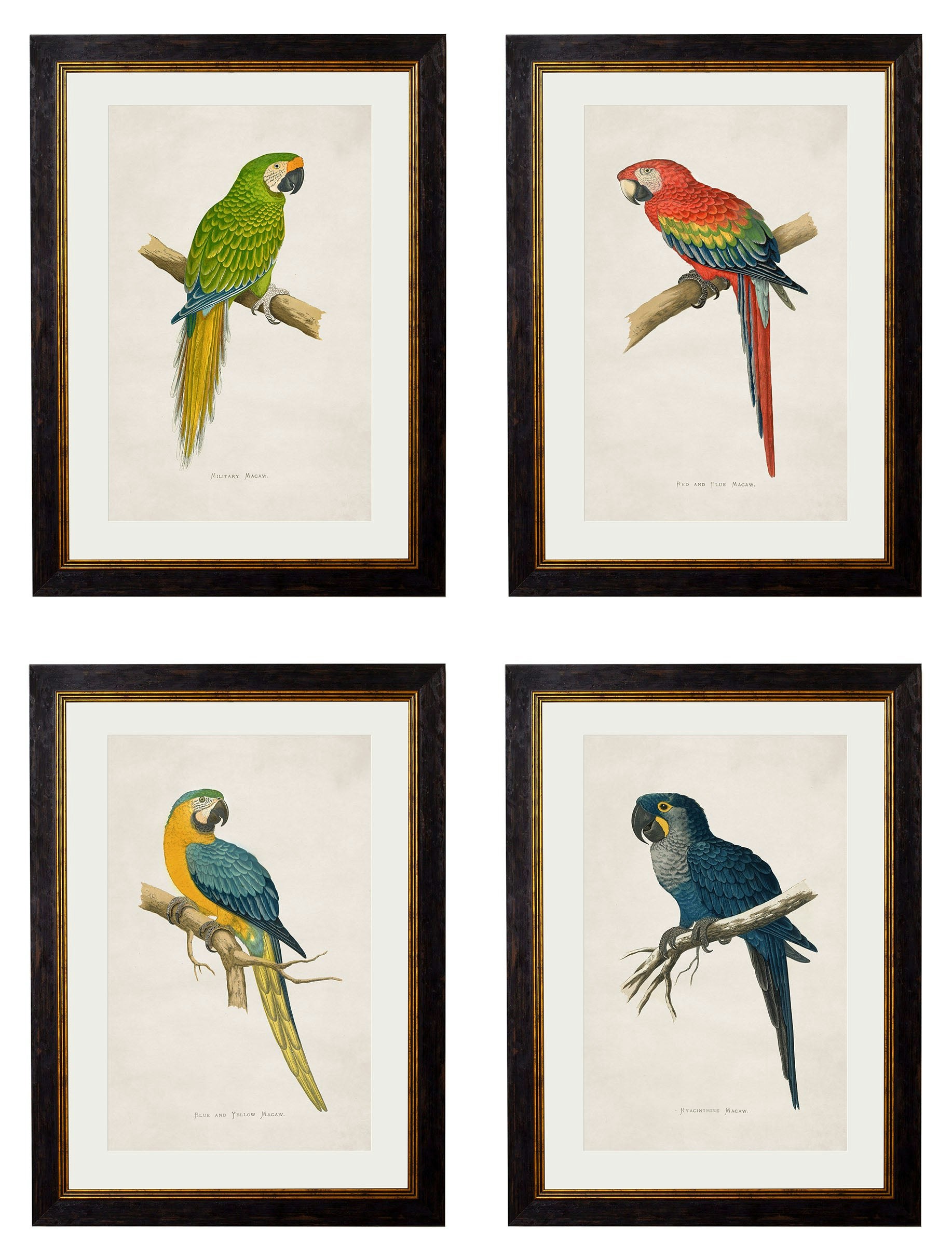 Rackhams Black C.1884 Macaws - 38 X 50Cm - Collection Of 4