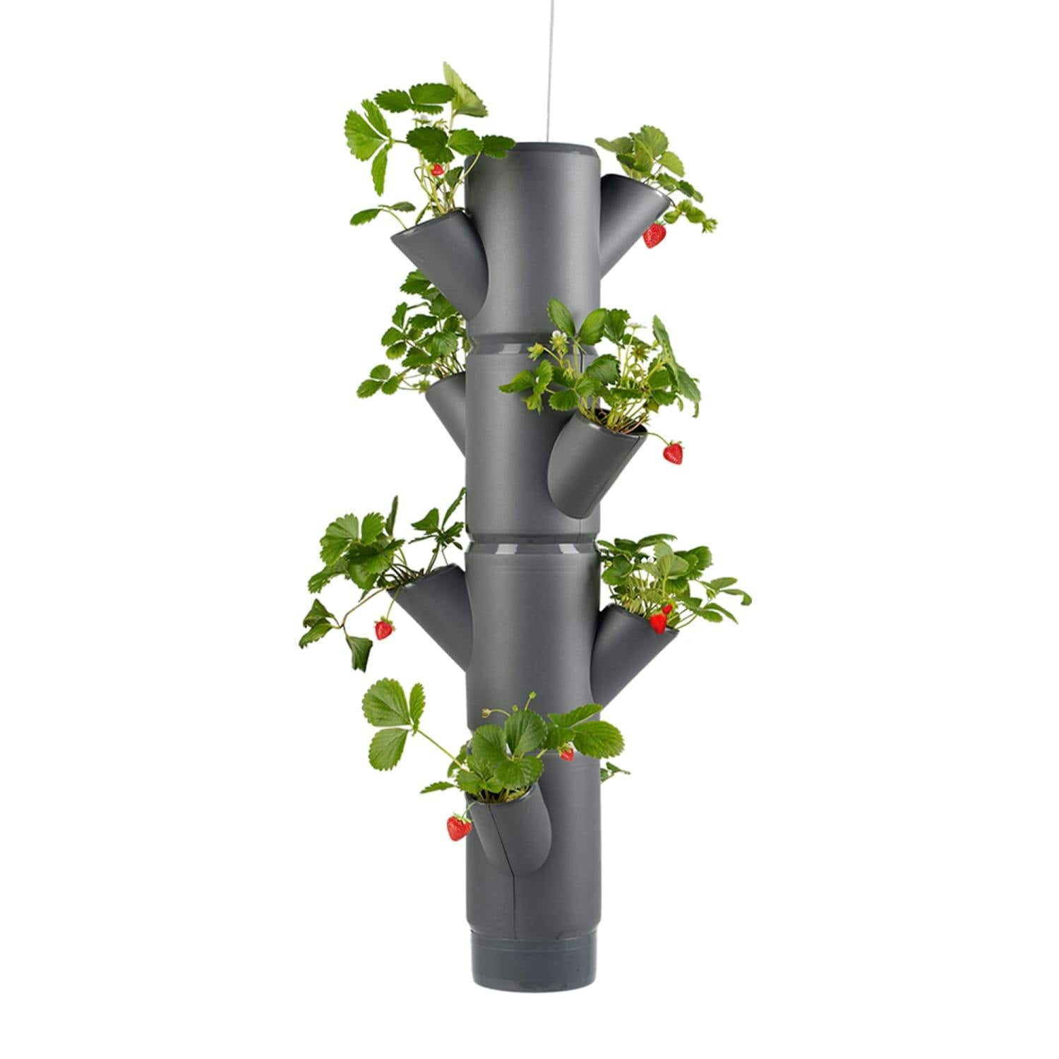 Gusta Garden Anthracite Sissi Strawberry Easy-Watering Strawberry Tree - Hanging