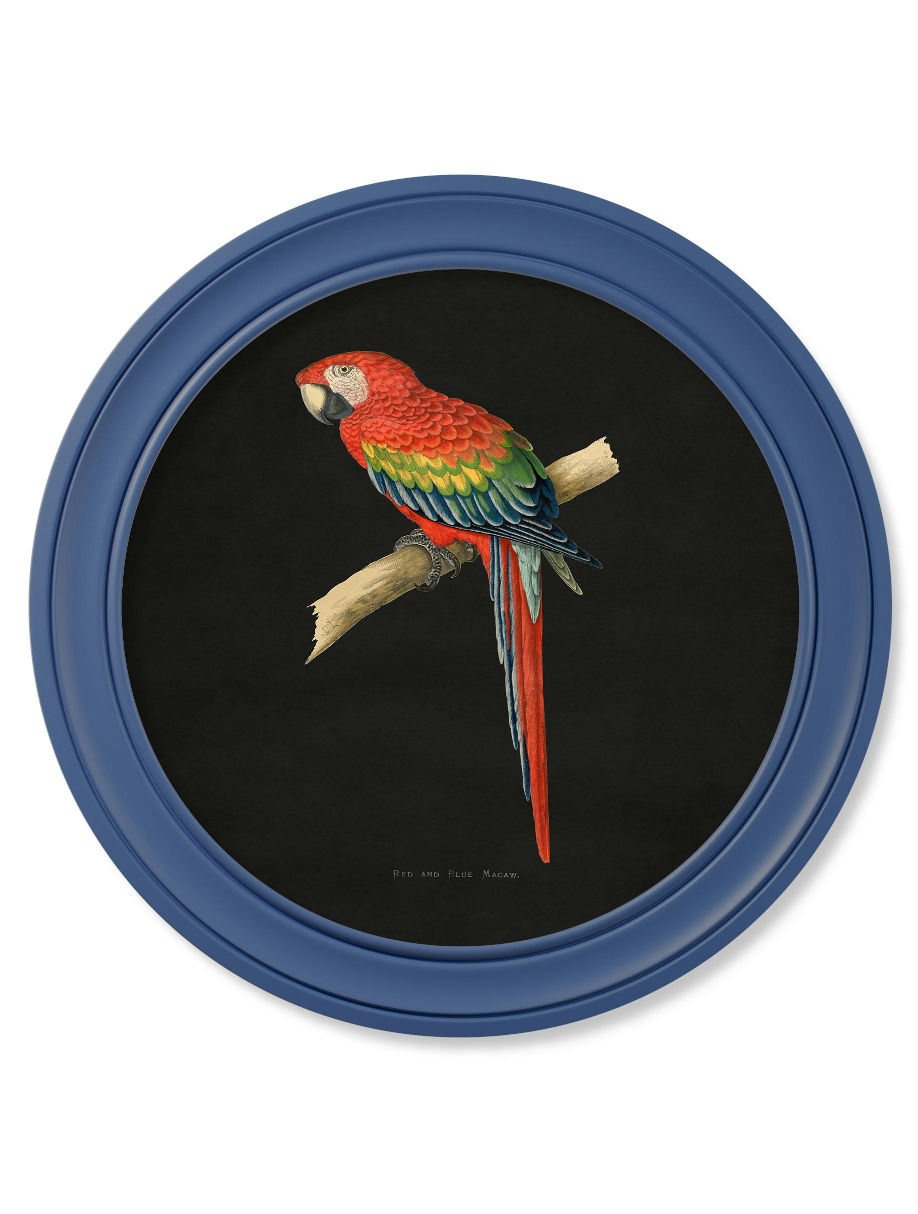 Exceptional Art Blue/Red C.1884 Collection Of Macaws In Round Frames - 70 X 70Cm - And Macaw
