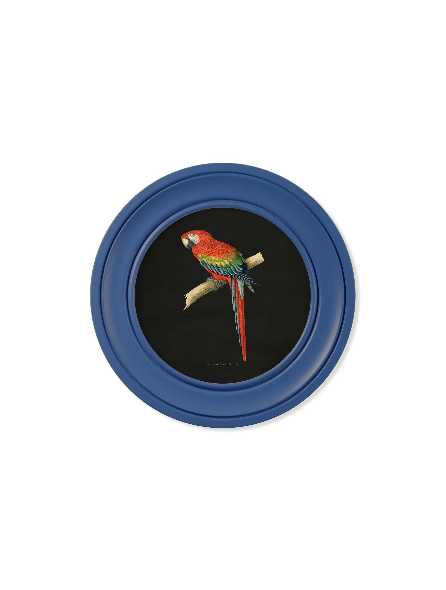 Rackhams Blue/Red C.1884 Collection Of Macaws In Round Frames - 44 X 44Cm - And Macaw