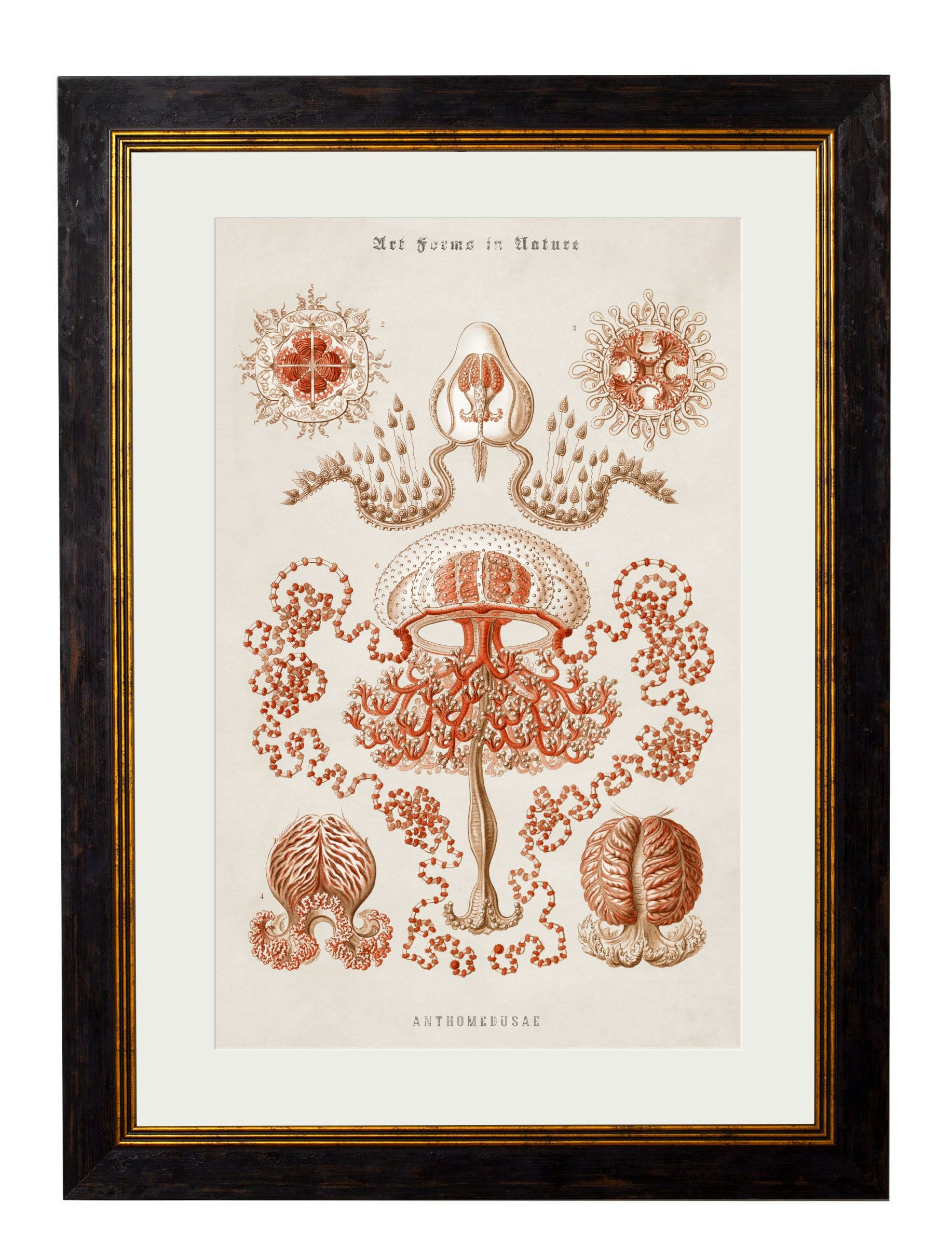 Rackhams Black C.1904 Haeckel Marine Animals - 70 X 95Cm - Jellyfish