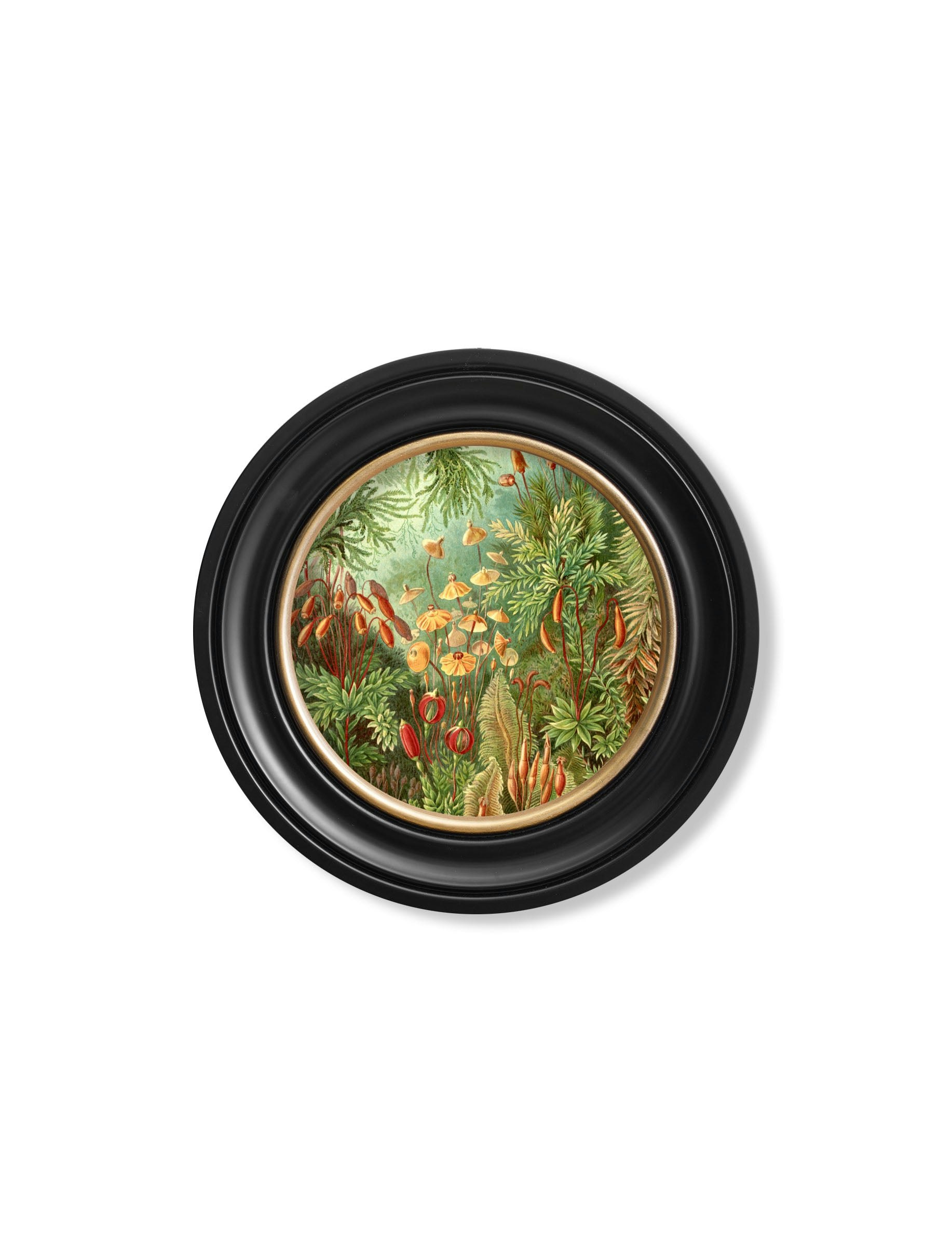 Rackhams Black C.1904 Haeckel Flora And Fauna - Round Frames - 44 X 44 Cm - Flora