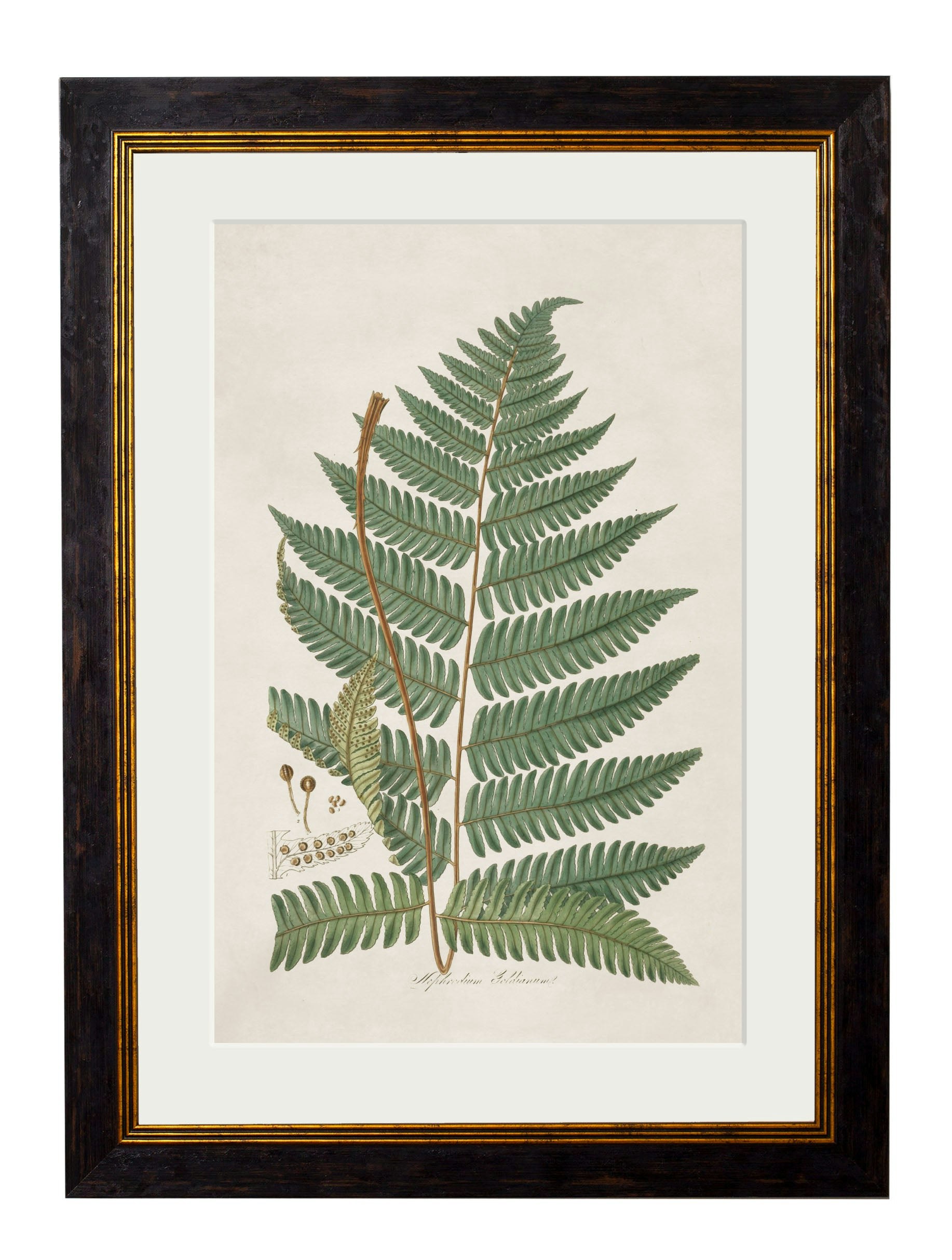 Rackhams Black C.1831 Collection Of Ferns - 38 X 50Cm - Wood Fern