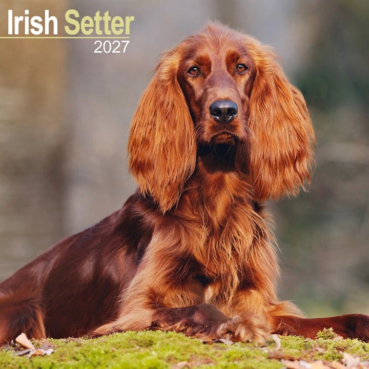 Irish Setter Calendar 2027, Wall Calendars, Month To View, Dogs, Gift - Image 7