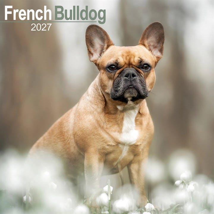 French Bulldog Calendar 2027 - Image 8