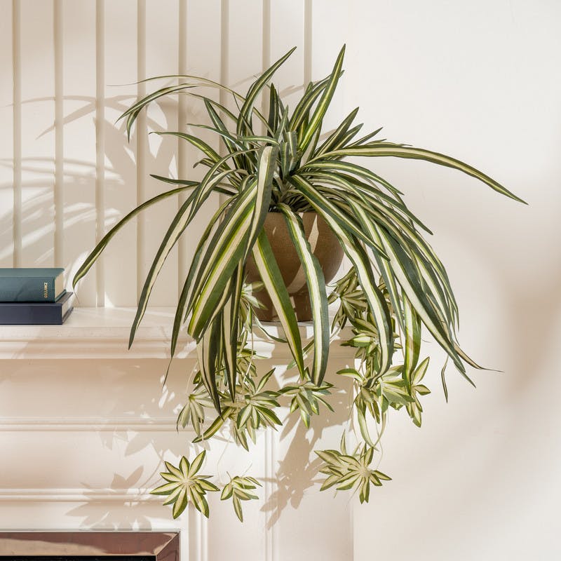 Scottish Everlastings Green 36Cm Spider Plant In Rustic Pot