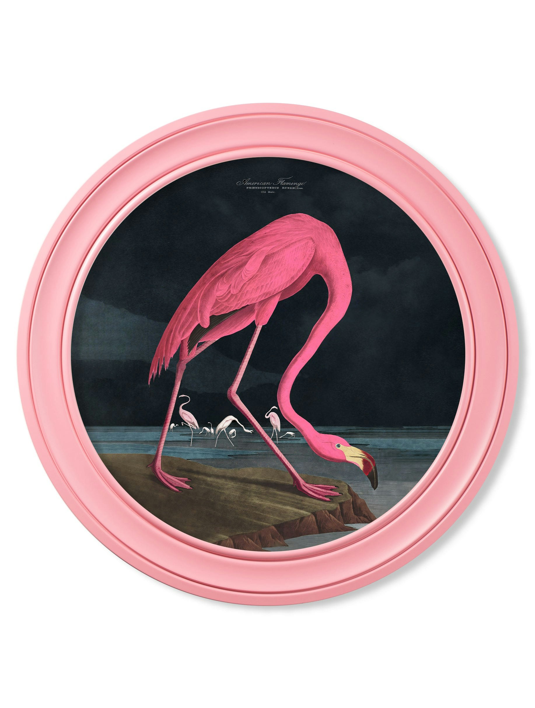 Rackhams Dark/Pink C.1838 Audubon's Flamingo - Round Frame - 70 X 70Cm - Oxford Round
