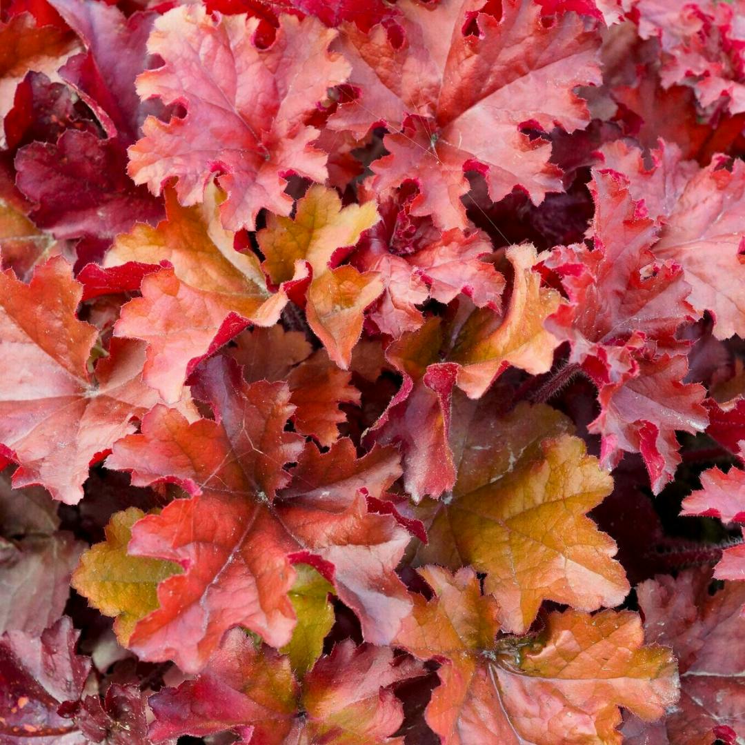 Purple/Dark/Pink Heuchera Boysenberry Evergreen Perennial Garden Plant 2L Pot