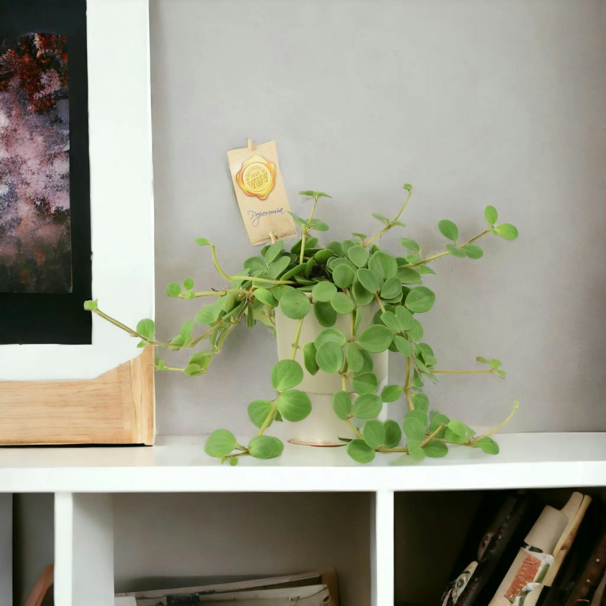 Plants By Post Green Peperomia Hope In 12Cm Pot - Trailing Jade Plant In 12Cm Pot - Ceramic French